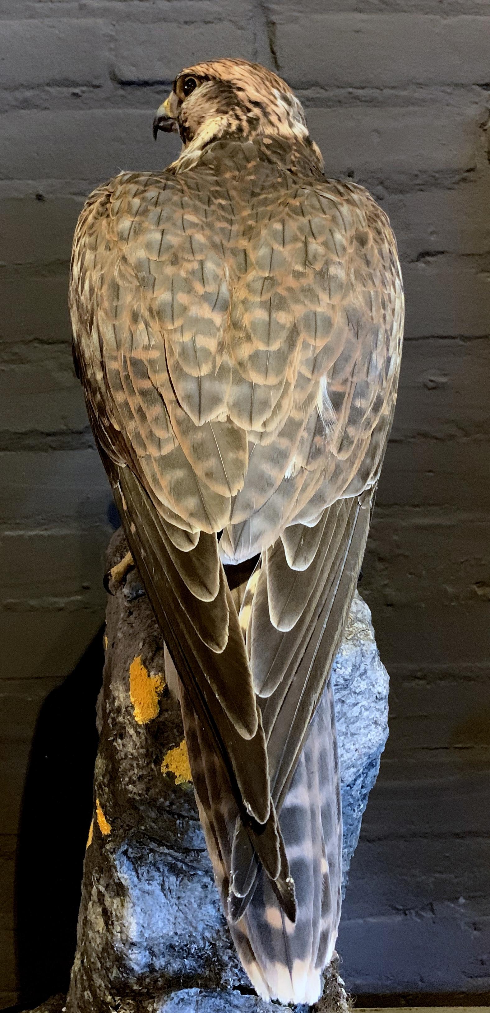 saker falcon for sale