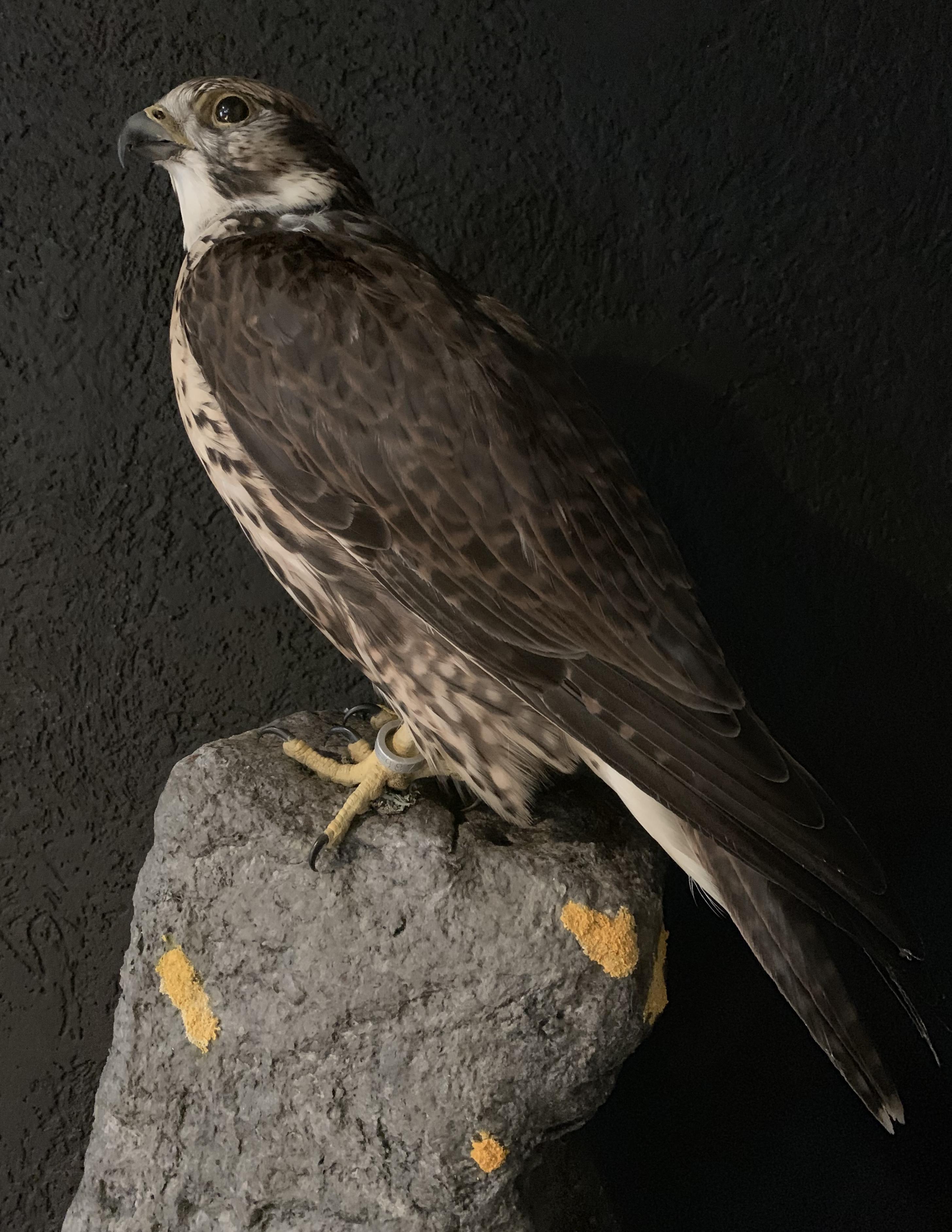 Dutch Recently Made Taxidermy Saker Falcon