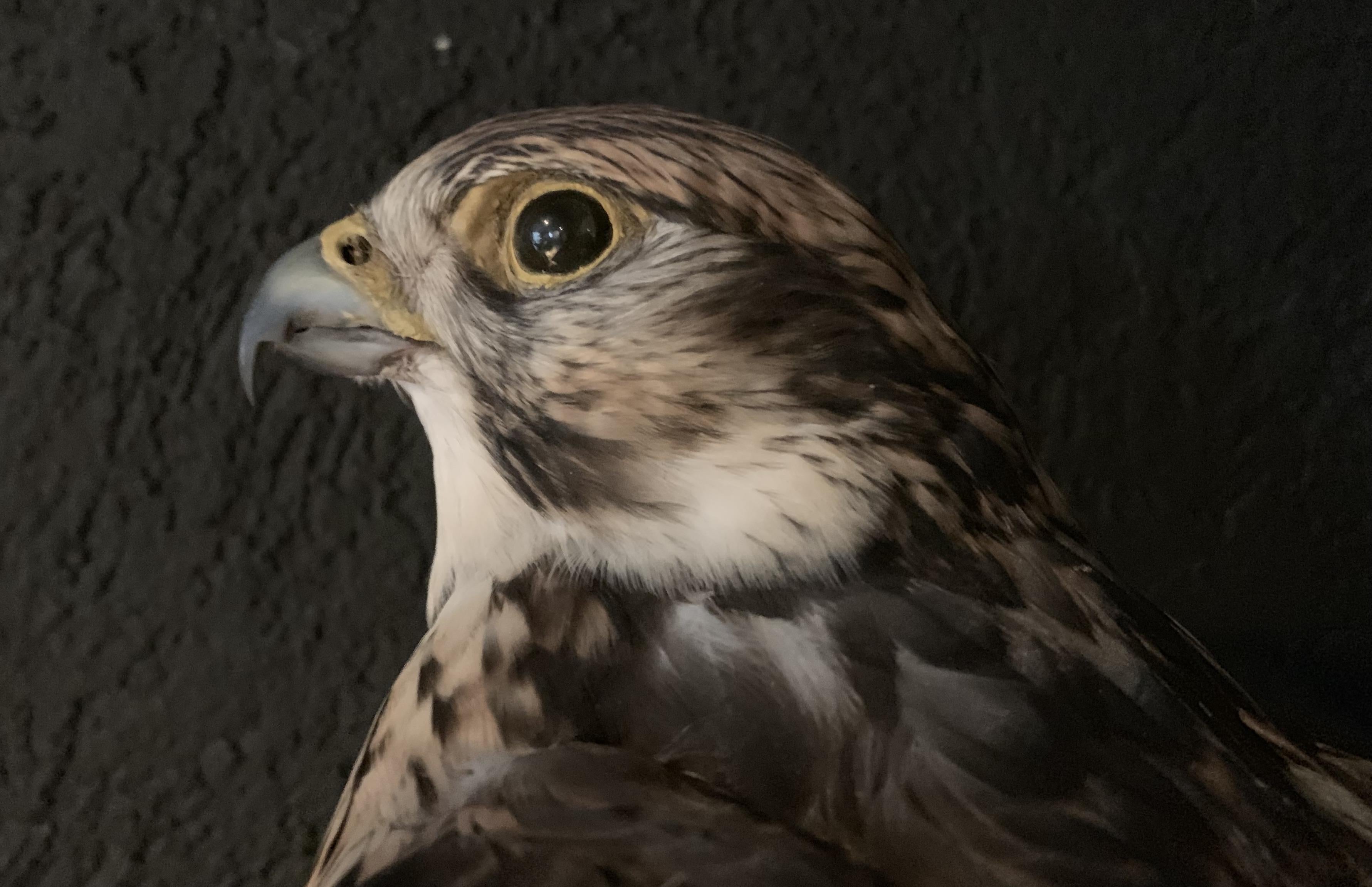 Recently Made Taxidermy Saker Falcon In Excellent Condition In Eindhoven, NL