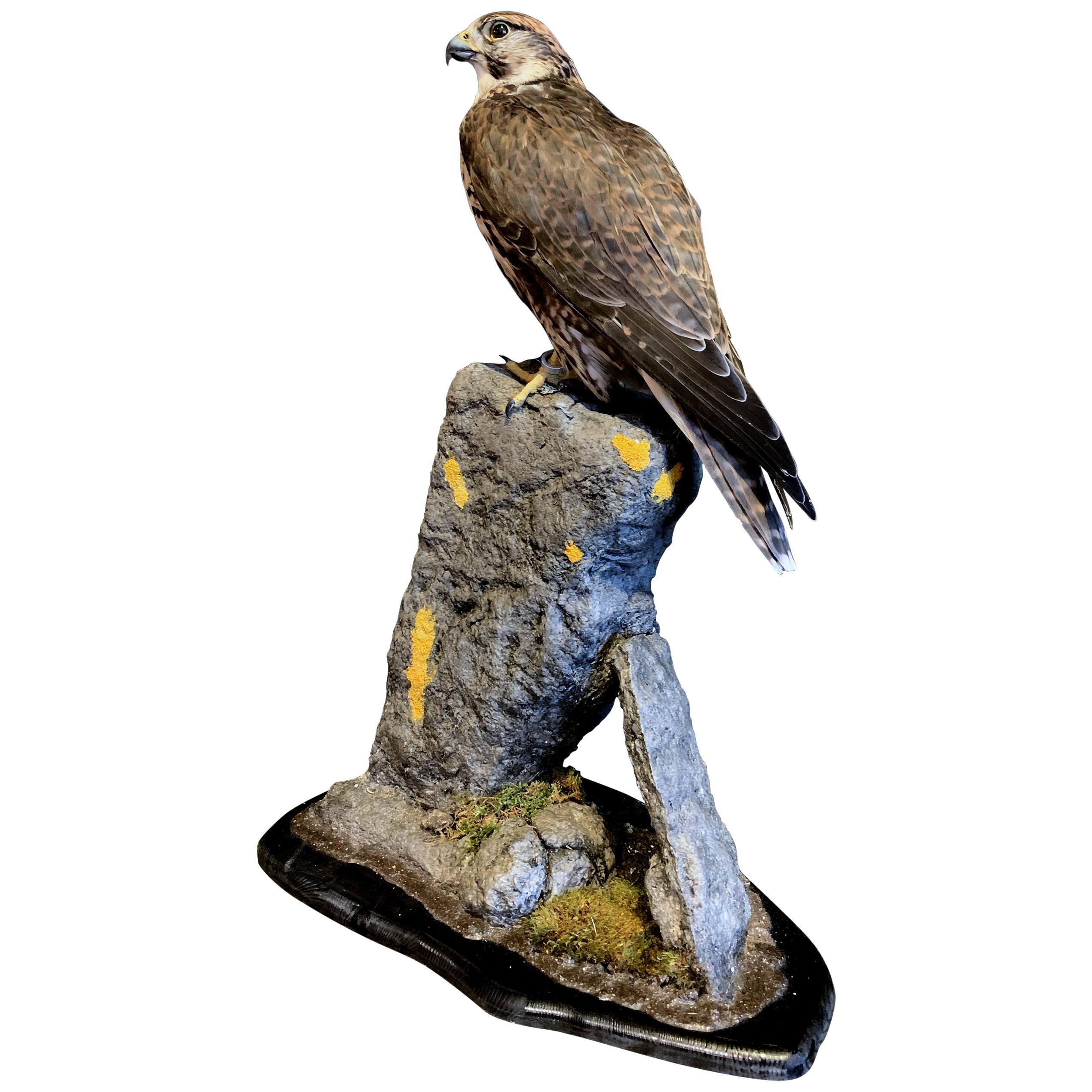 Recently Made Taxidermy Saker Falcon