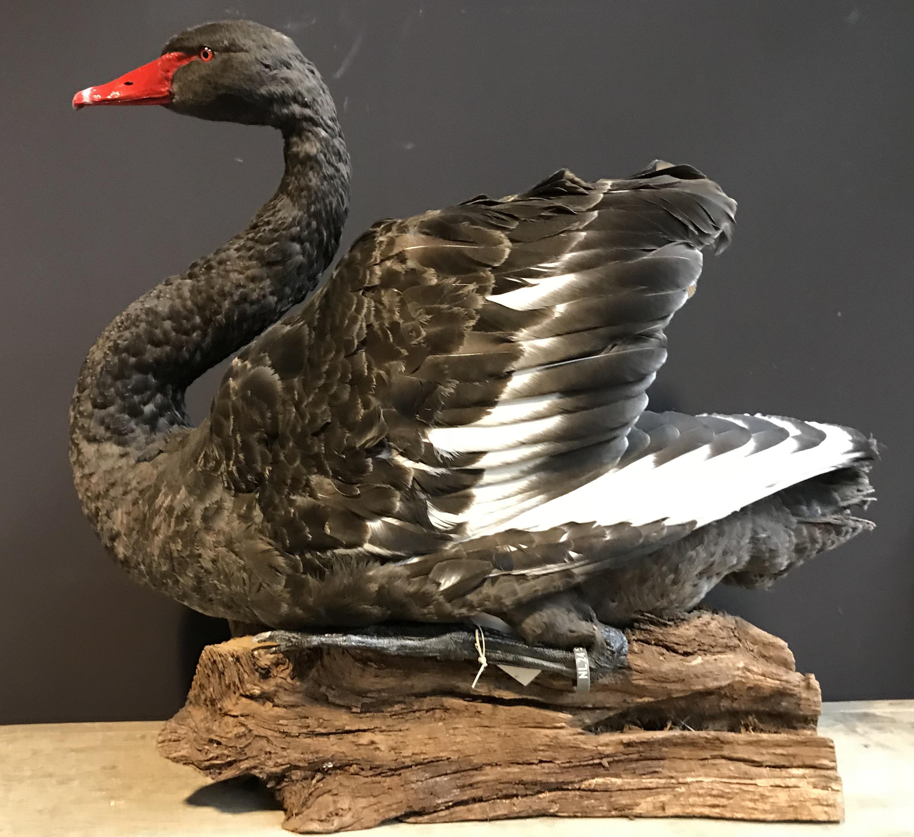 Recently Mounted Black Swan In Excellent Condition In Eindhoven, NL