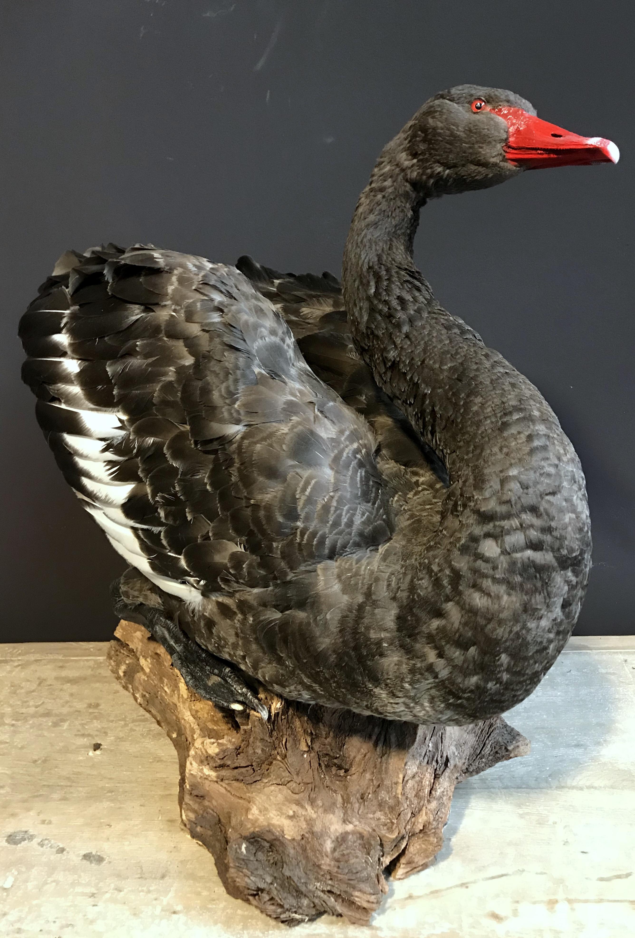 Recently Mounted Black Swan 1