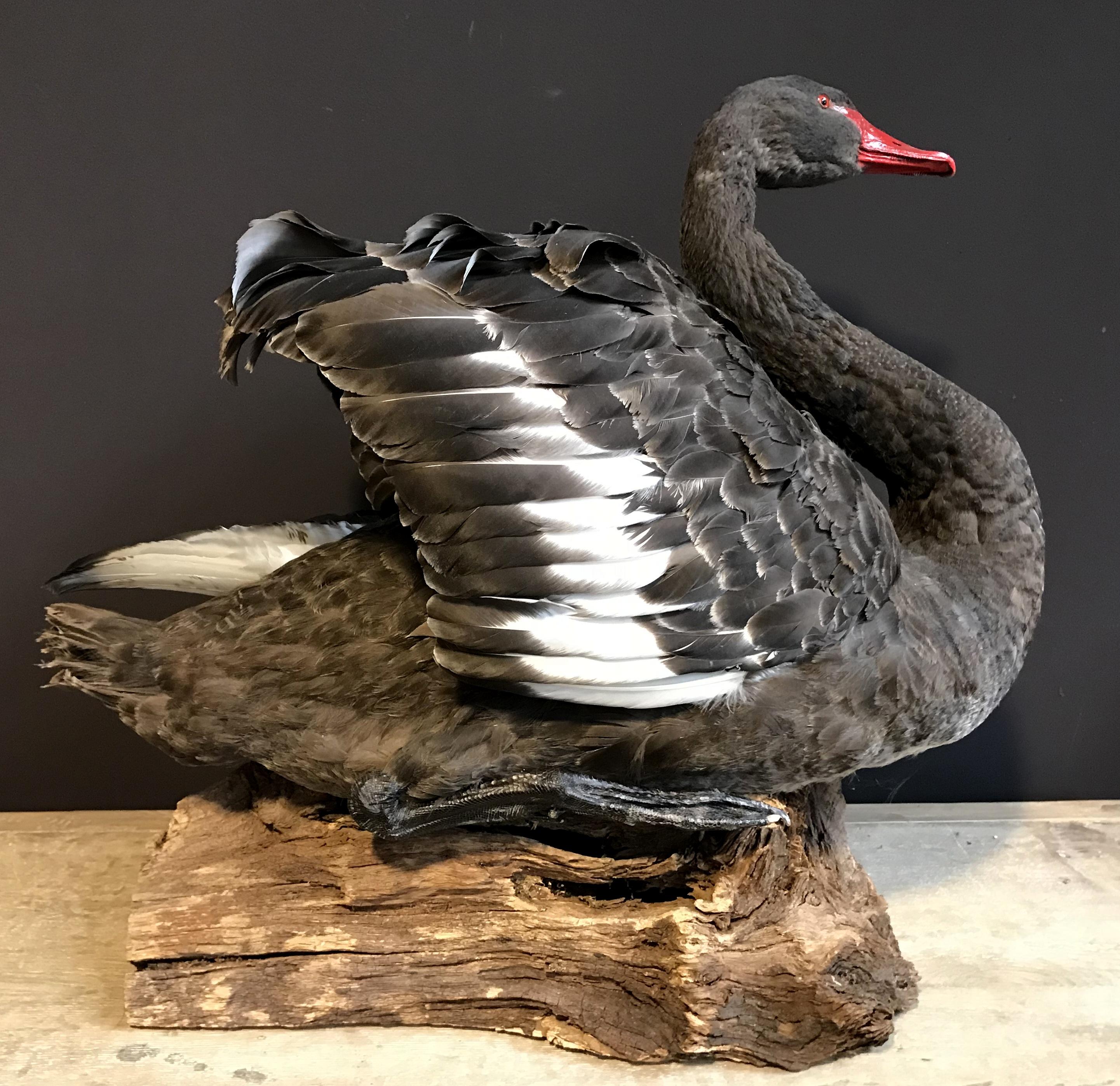 Recently Mounted Black Swan 2