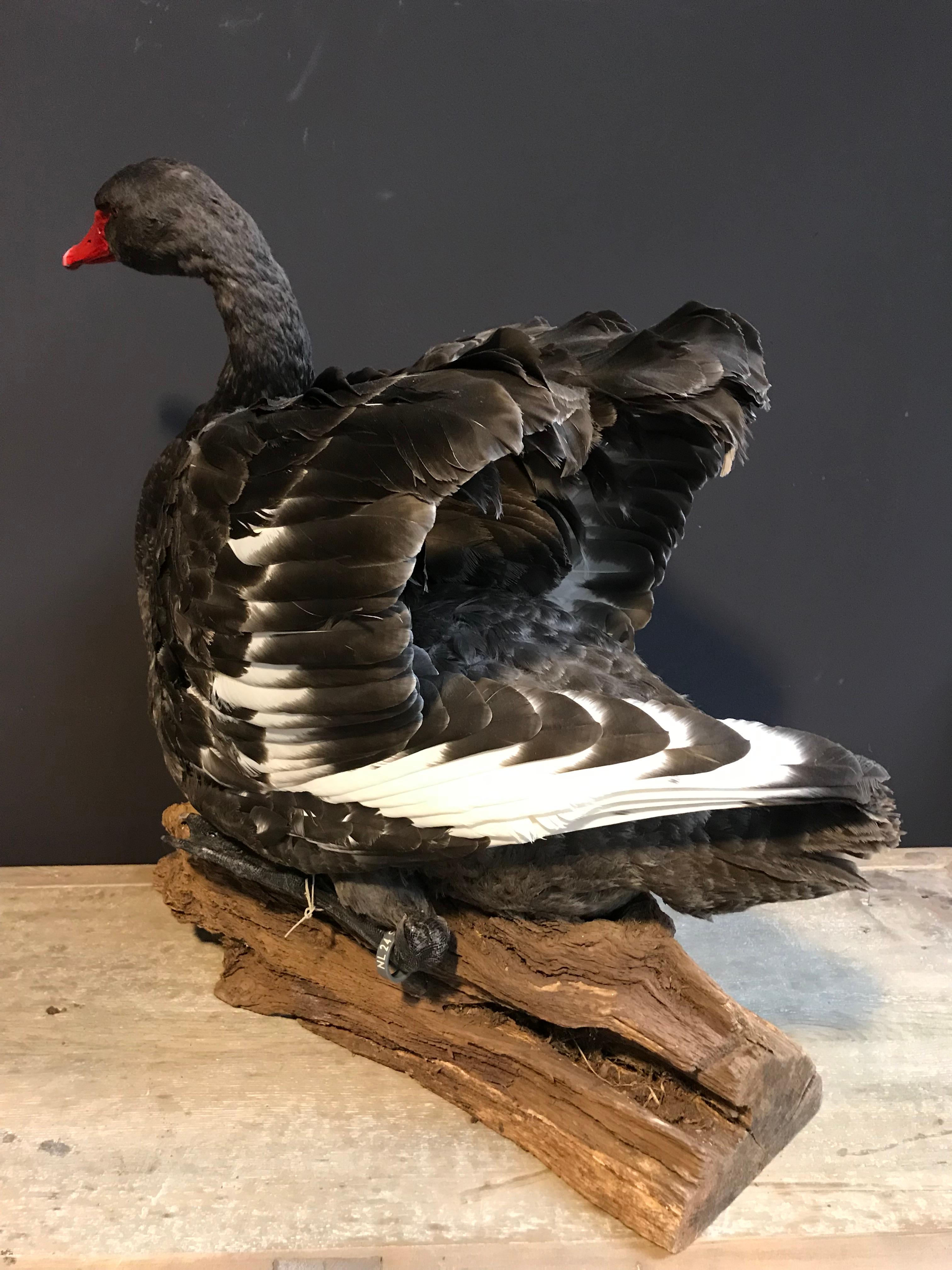 Recently Mounted Black Swan 4