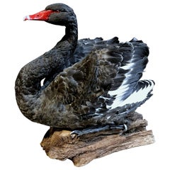 Recently Mounted Black Swan