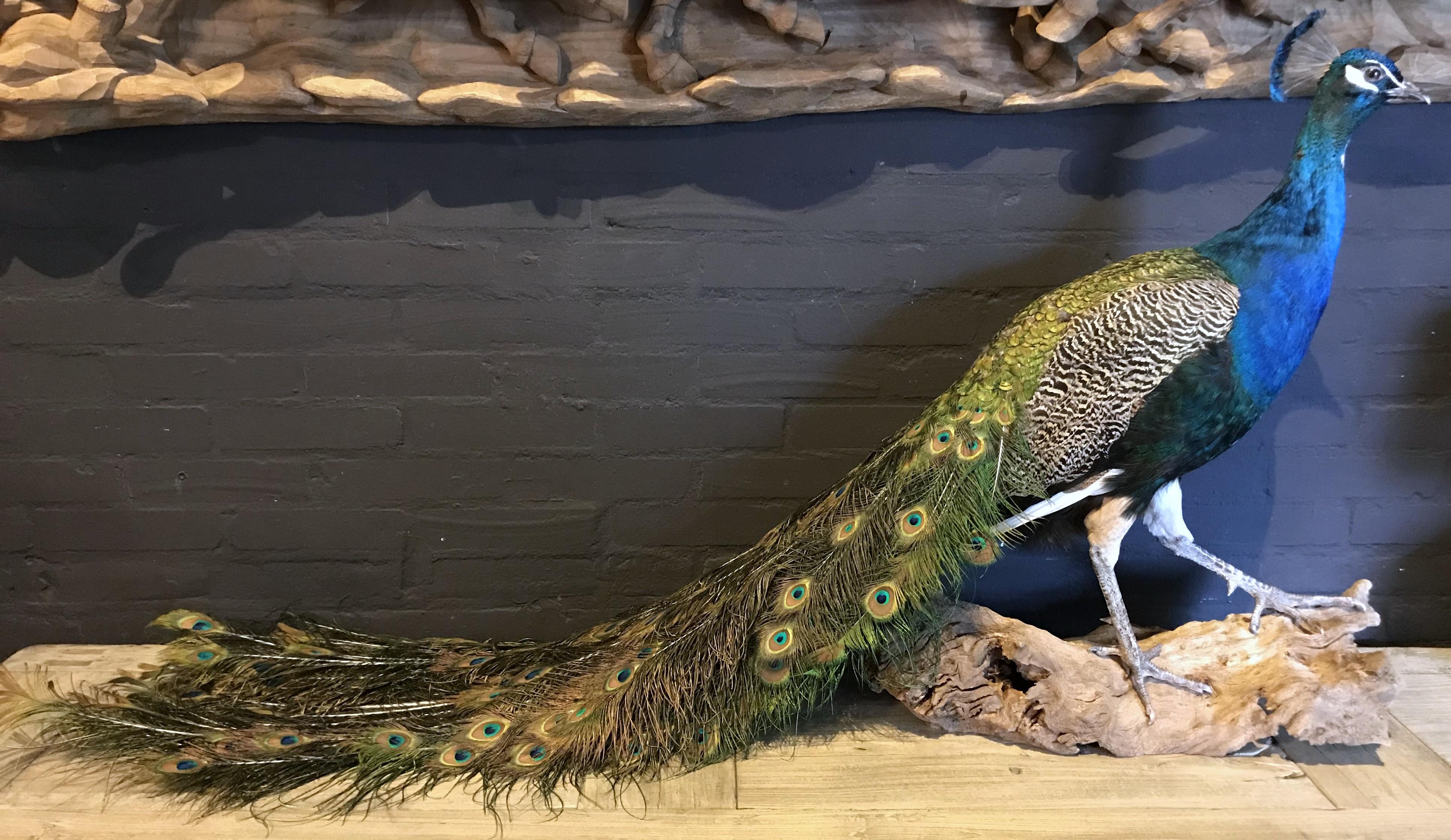 Recently mounted blue peacock. A very decorative piece of taxidermy with beautiful colors.