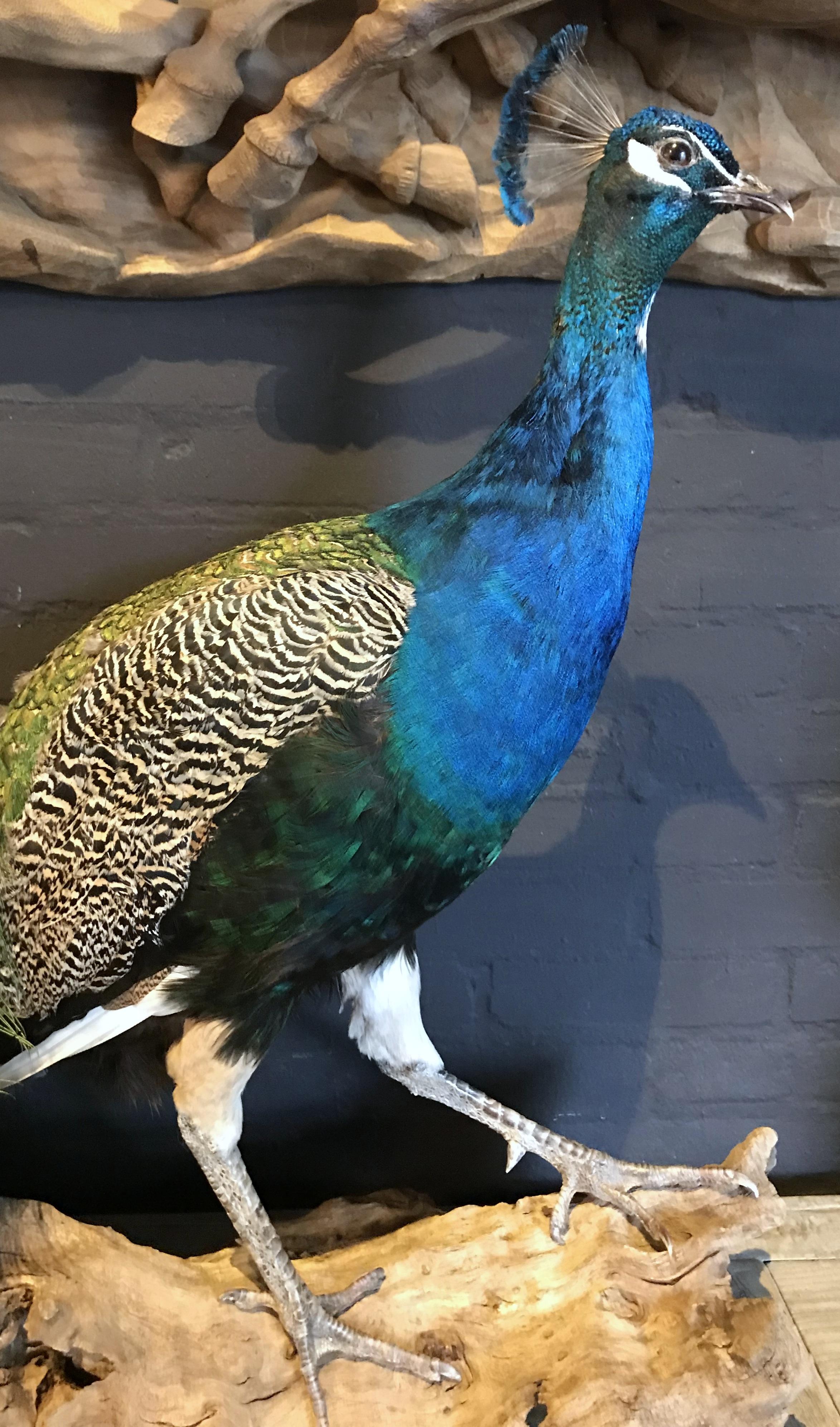 mounted peacock