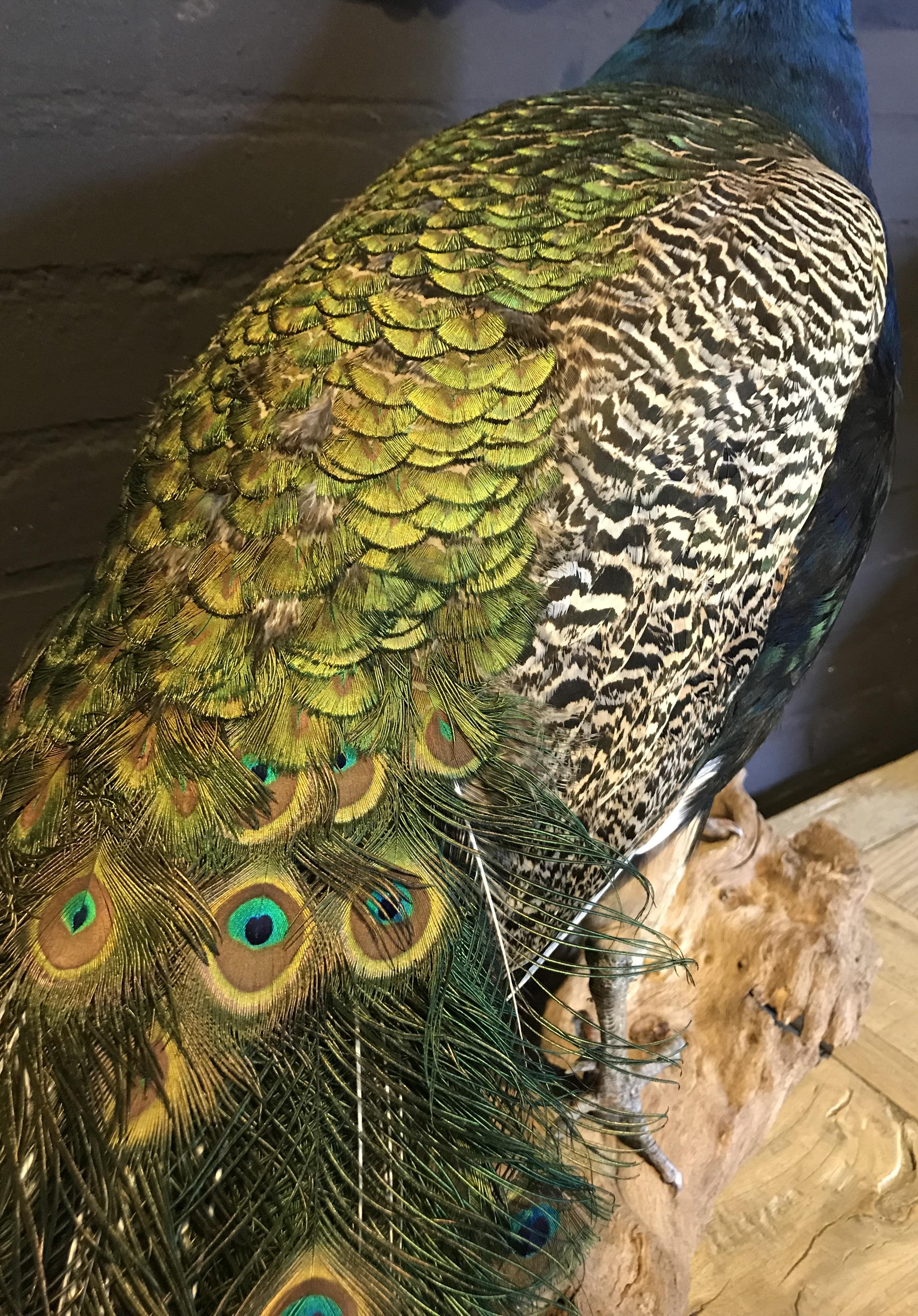 Contemporary Recently Mounted Blue Peacock