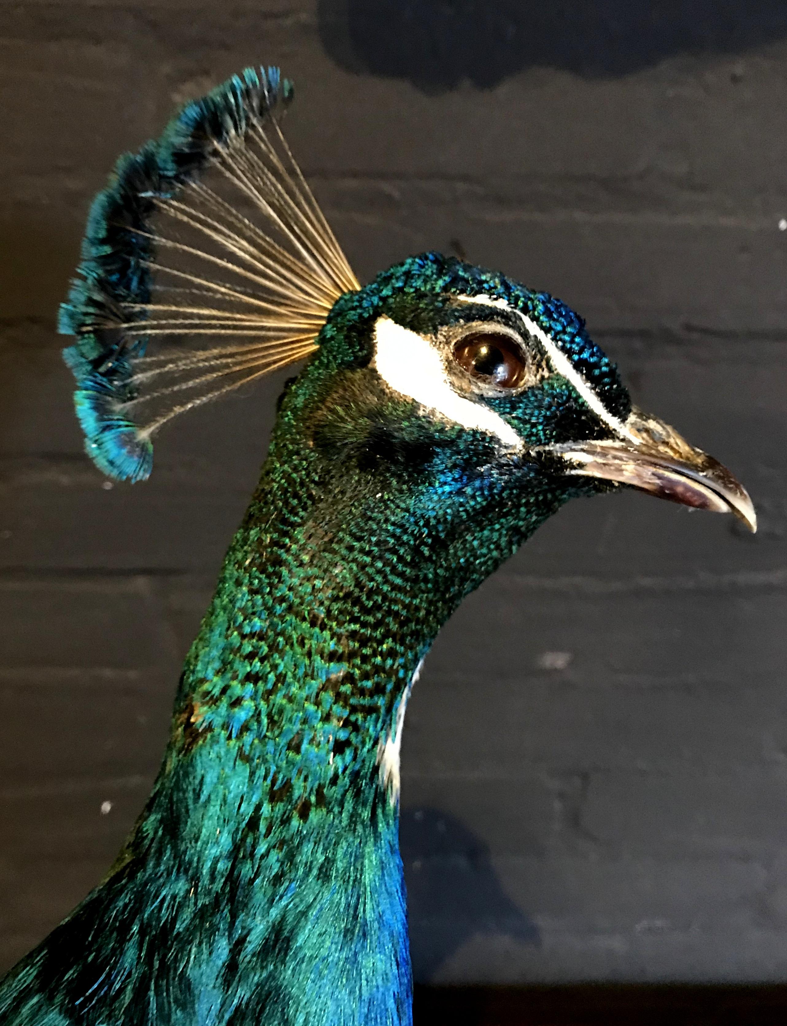 Recently Mounted Blue Peacock 1