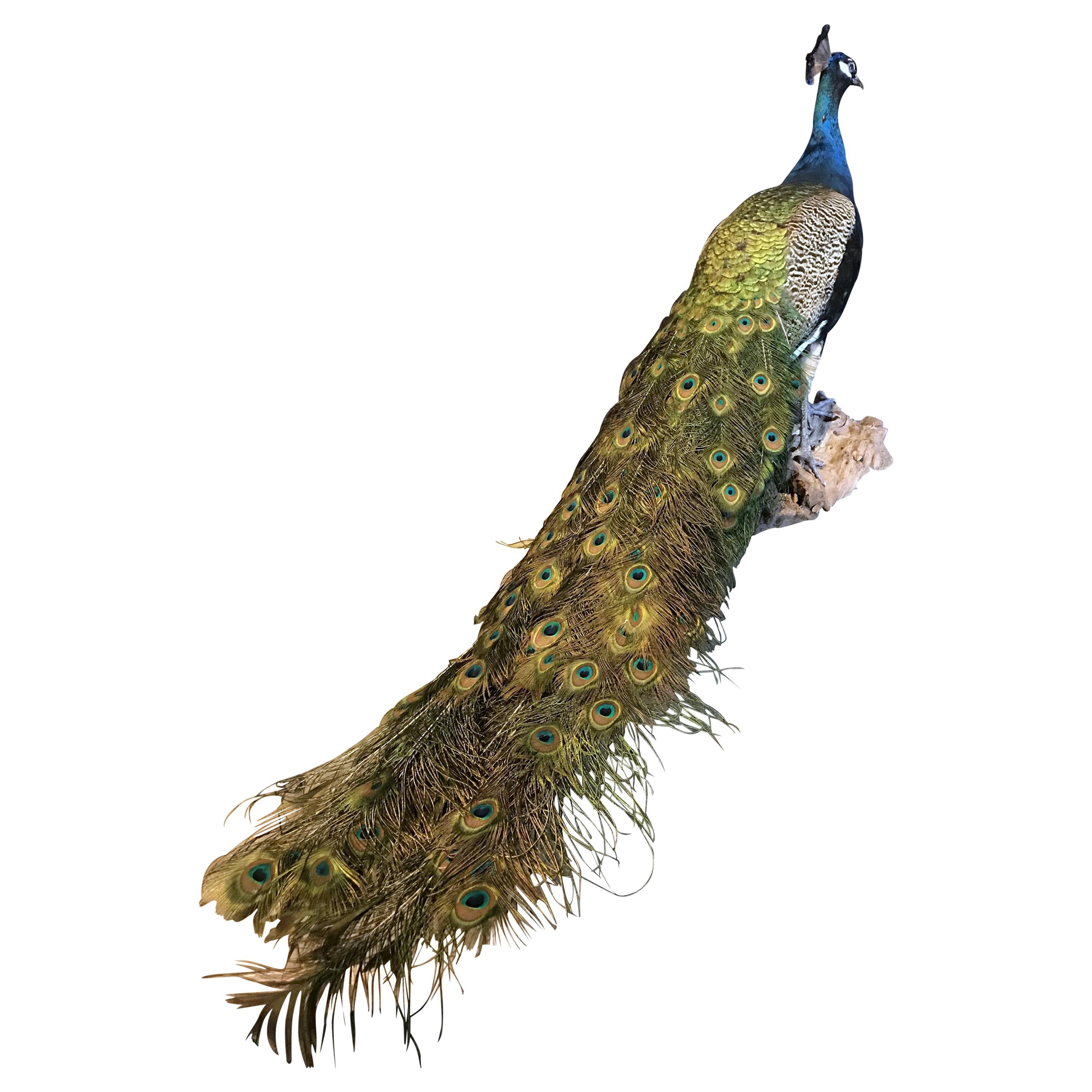 Recently Mounted Blue Peacock