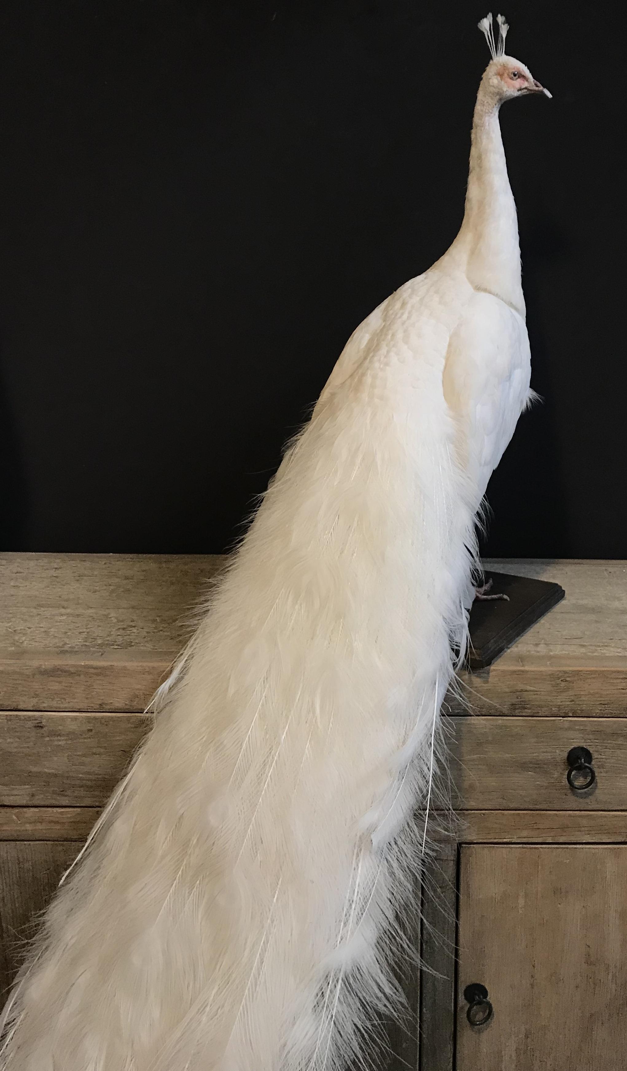 Recently mounted white peacock. A very decorative piece of taxidermy with beautiful appearance.