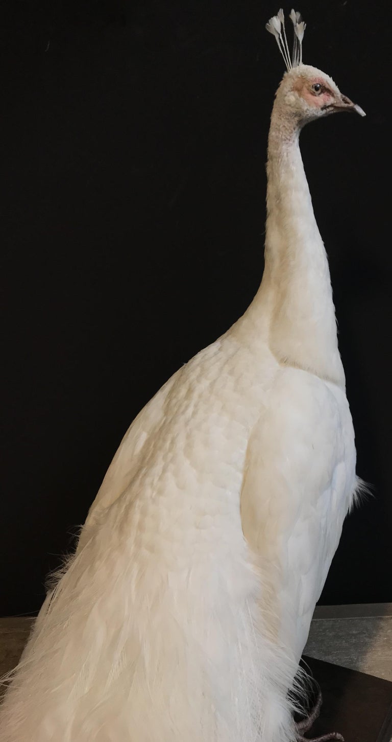 Recently Mounted White Peacock at 1stDibs