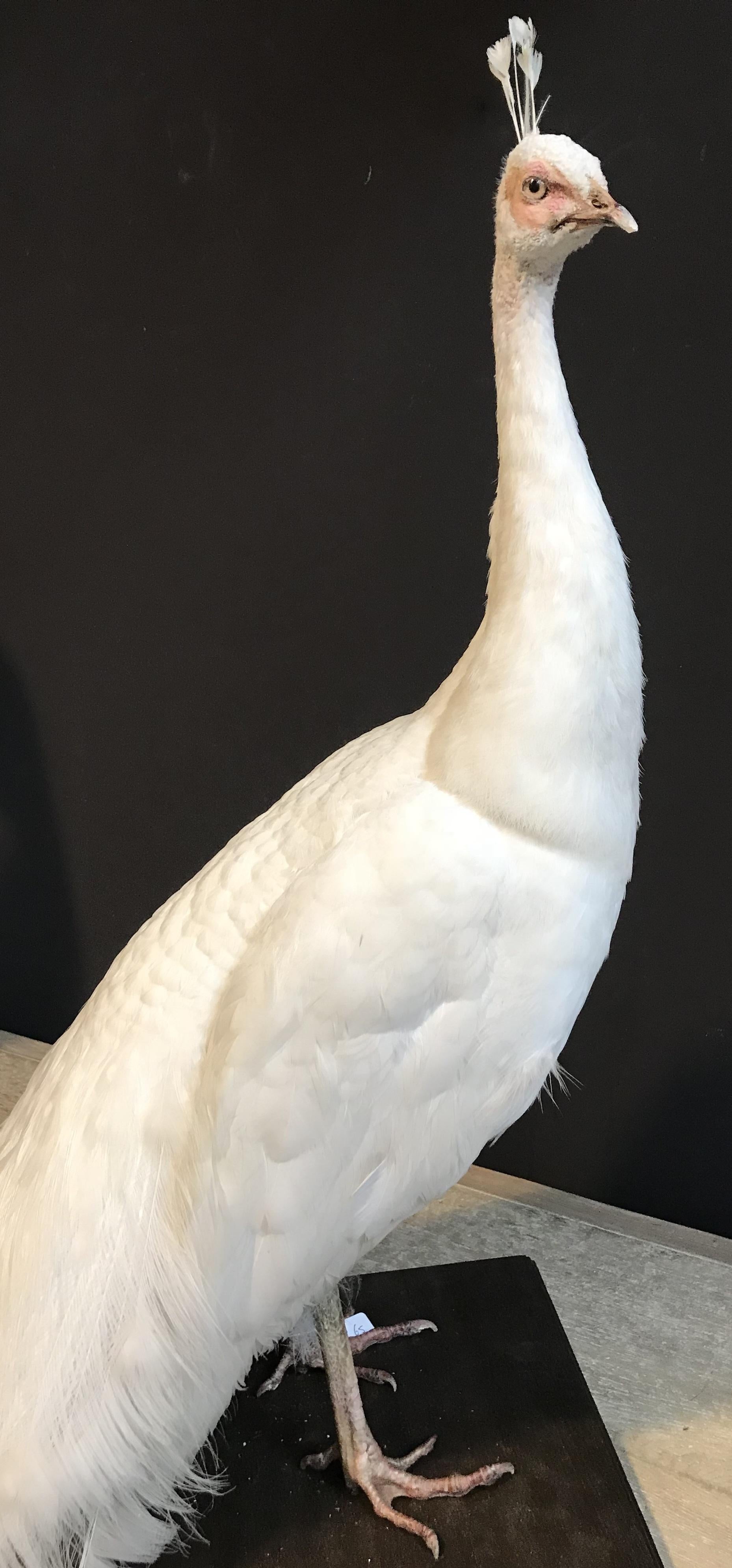 white peacock taxidermy
