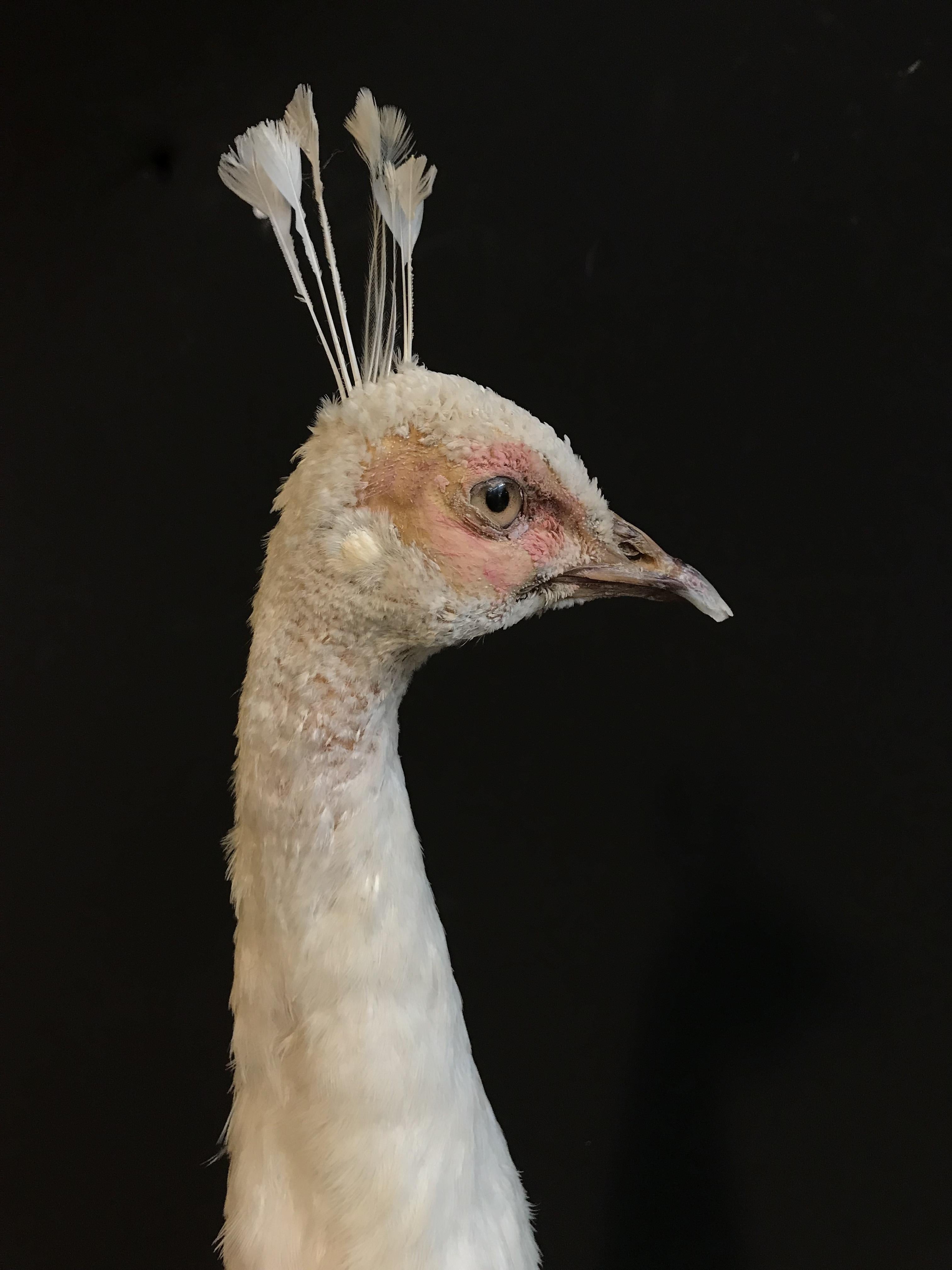 taxidermy white peacock