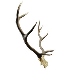 Reclaimed Deer / Stag Partial Skull and Antlers, 20th Century