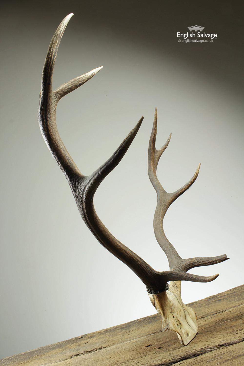 Reclaimed large deer, or stag, antlers and partial skull. Perfect wall decoration for a country house, pub or restaurant. The facing right hand antler has a chip to the end of the lowest 'branch'.