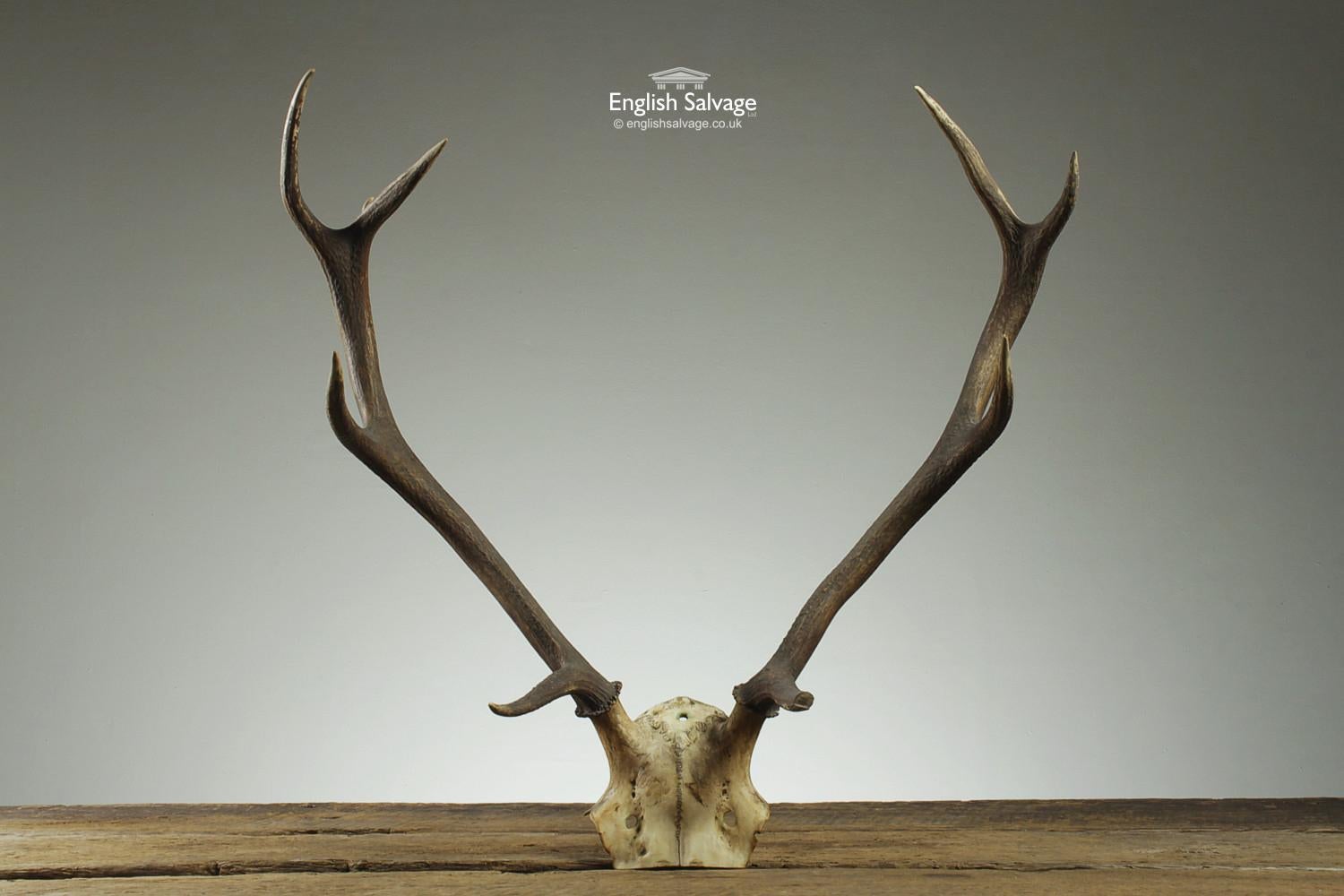 antlers side view