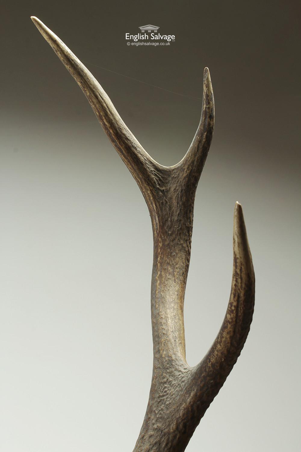 deer antler side view