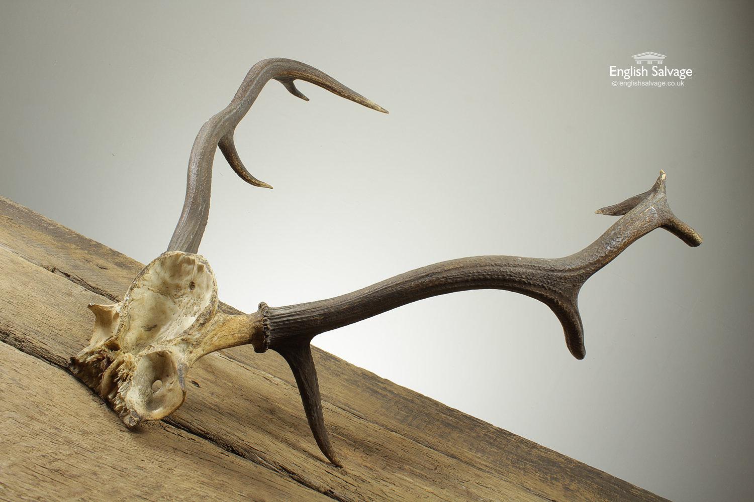 deer antlers side view