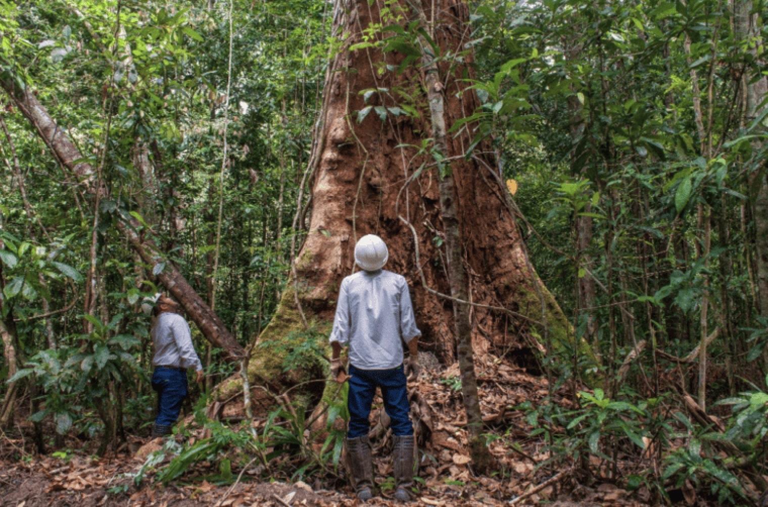 XXIe siècle et contemporain Table de salle à manger d'extérieur en IPE brésilien - Fabriquée à Pará, Brésil en vente