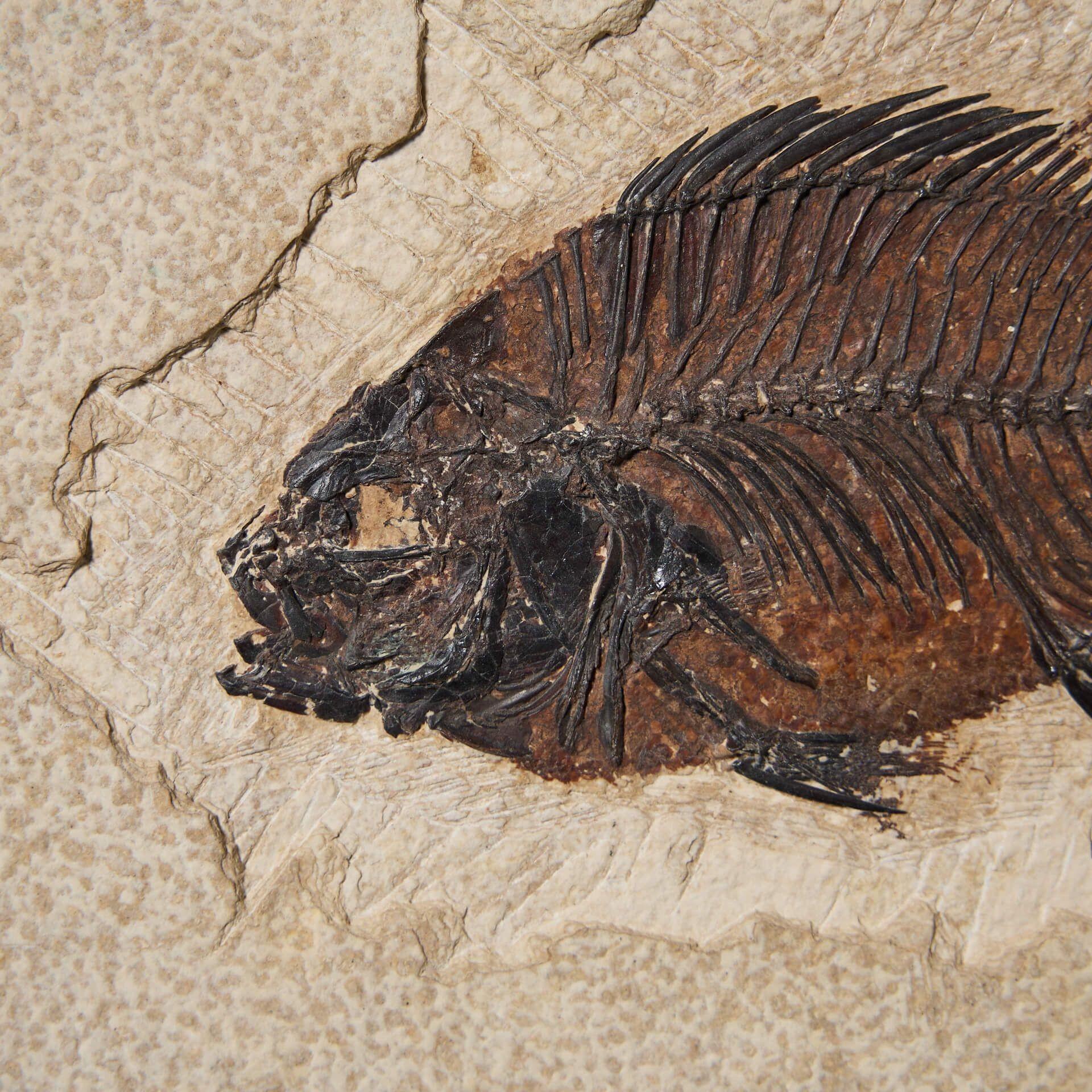 Americano Pannello di pesce fossile in pietra calcarea recuperata con cornice in vendita
