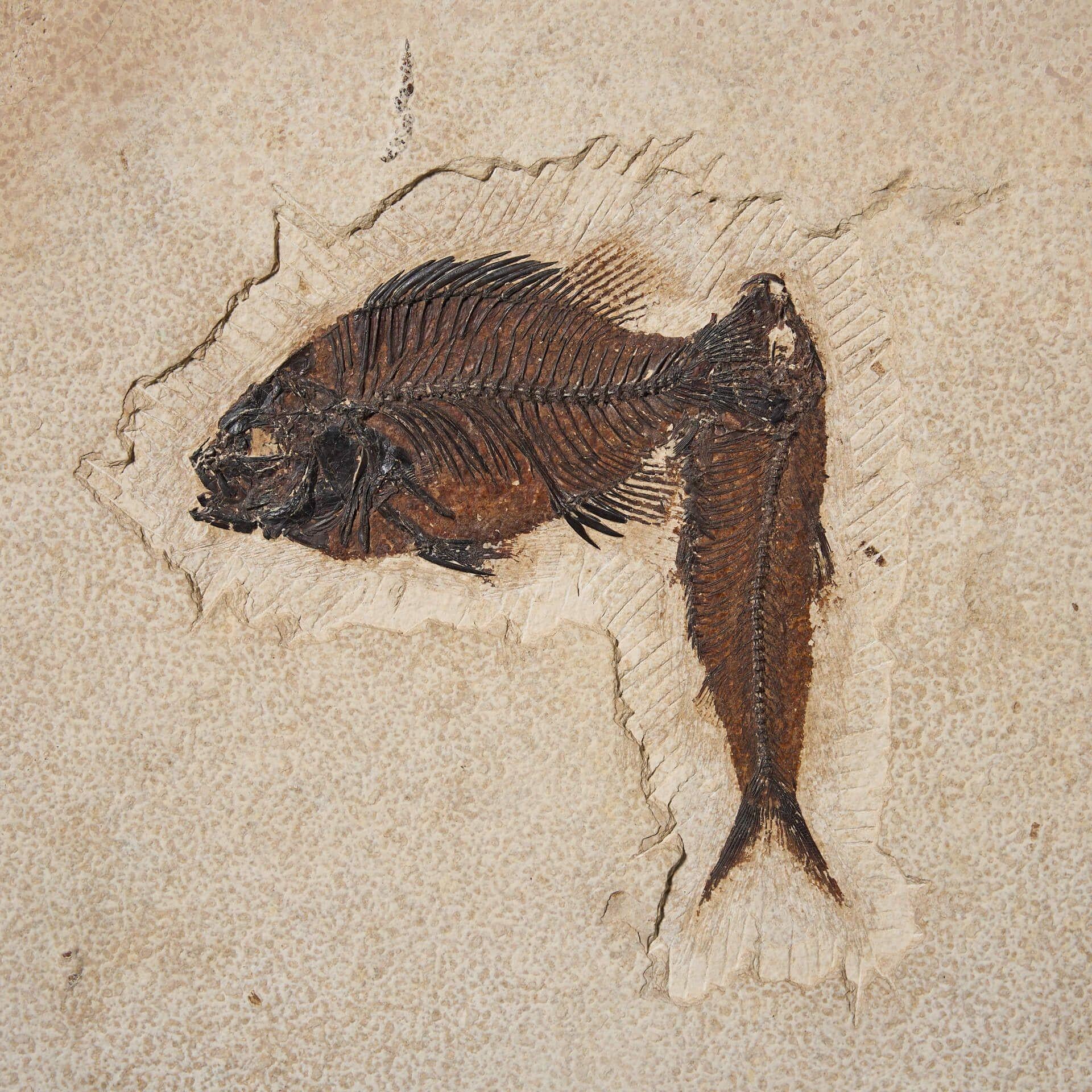 Pannello di pesce fossile in pietra calcarea recuperata con cornice In condizioni discrete in vendita a Wormelow, Herefordshire