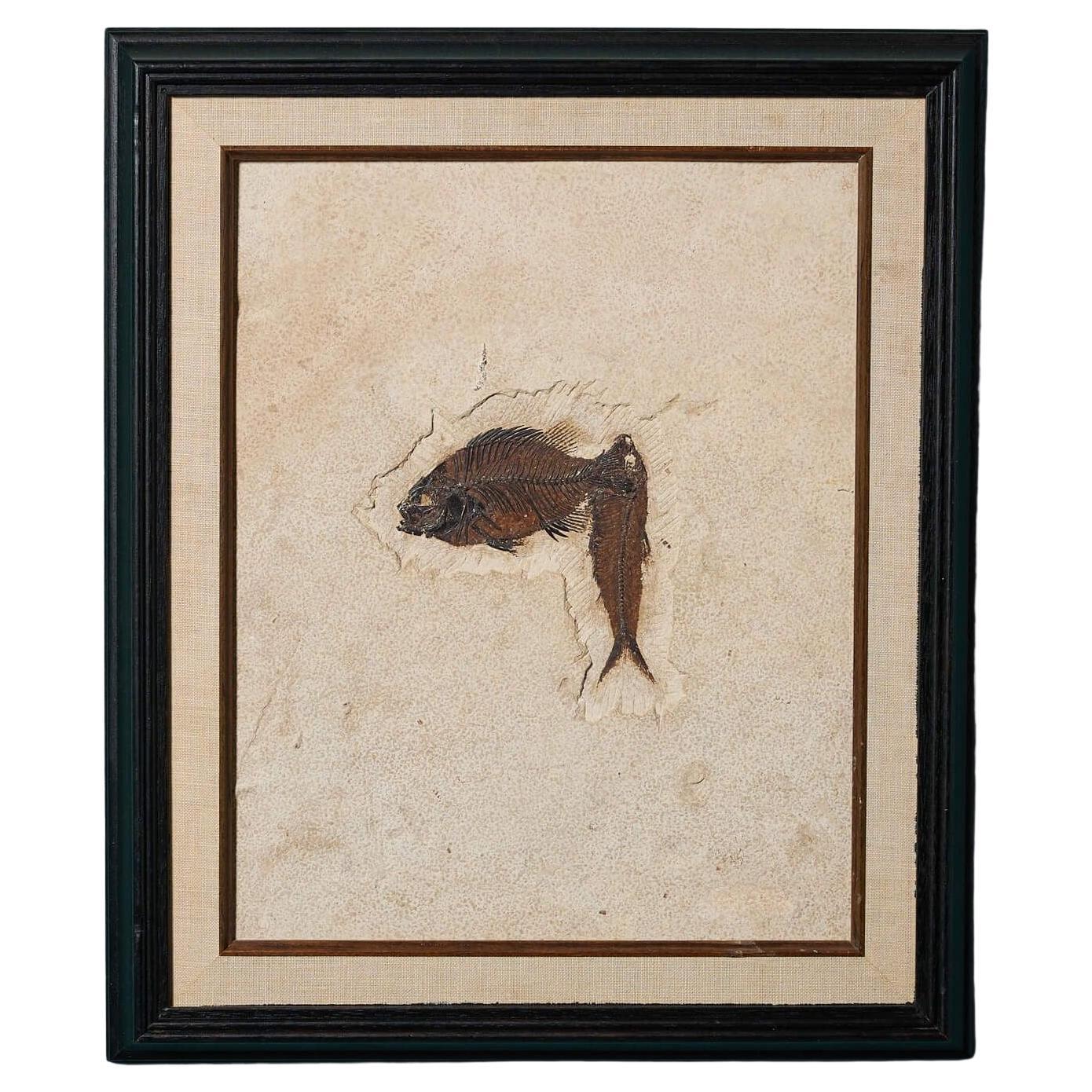Pannello di pesce fossile in pietra calcarea recuperata con cornice in vendita