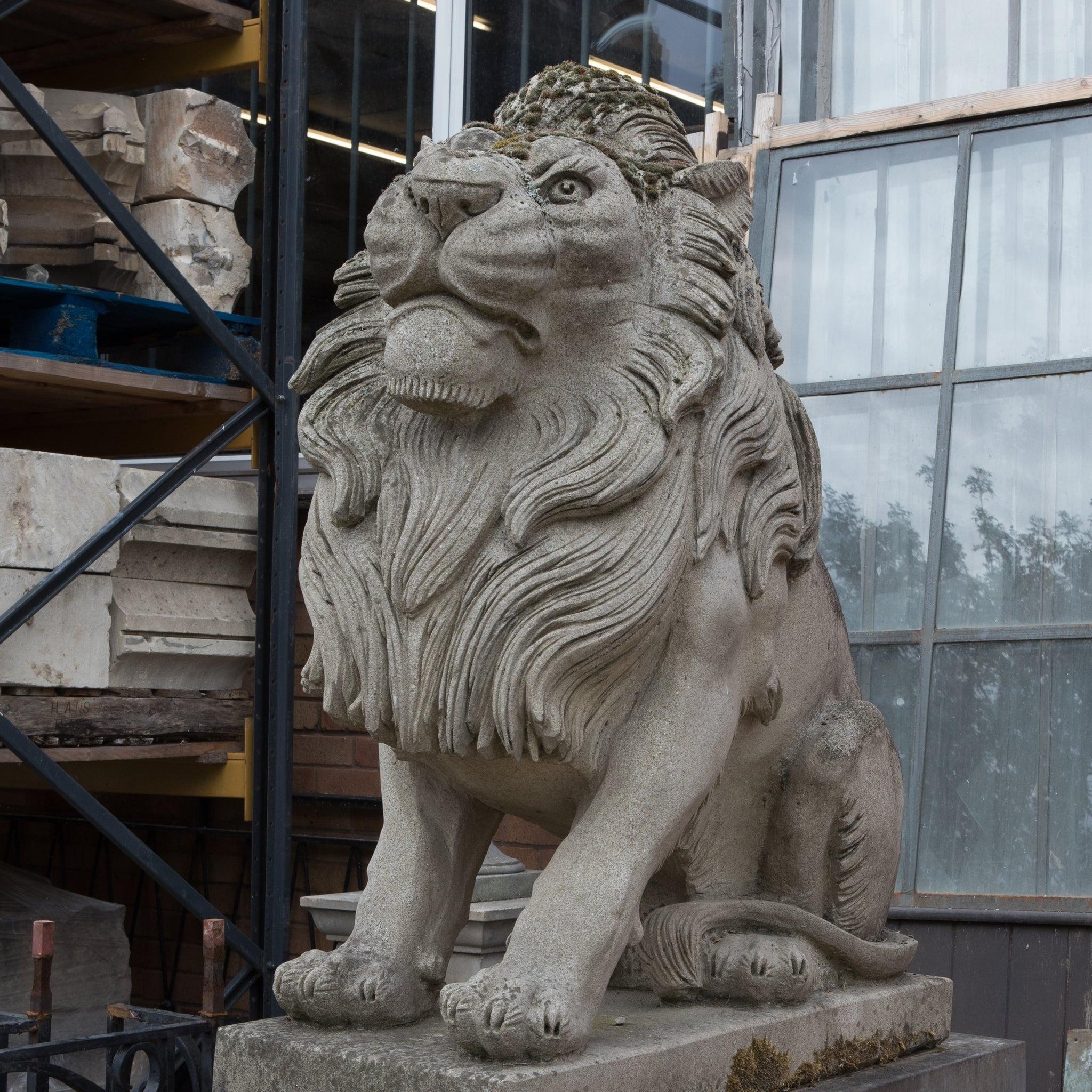 An impressive and imposing pair of stone lions perched on a stone and marble plinth.

Very detailed, the life-size pair proudly stand on sandstone and marble plinths,  the high quality lion pair would make for a showpiece for a property entrance or
