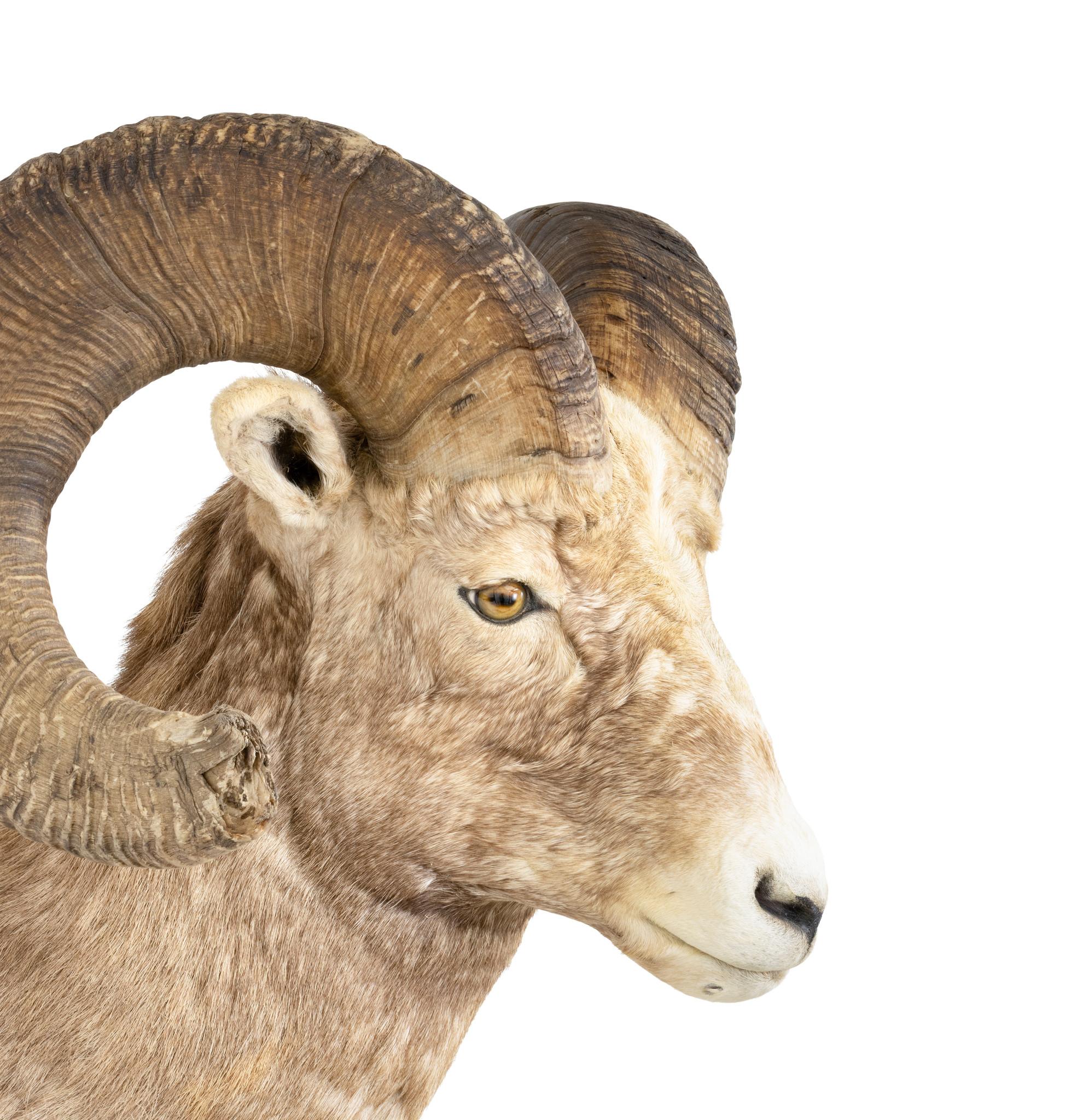 Monture de bélier de taxidermie à l'épaule de mouflon des montagnes rocheuses de 180 5/8