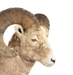 Record Book Rocky Mountain Bighorn Shoulder Mount
