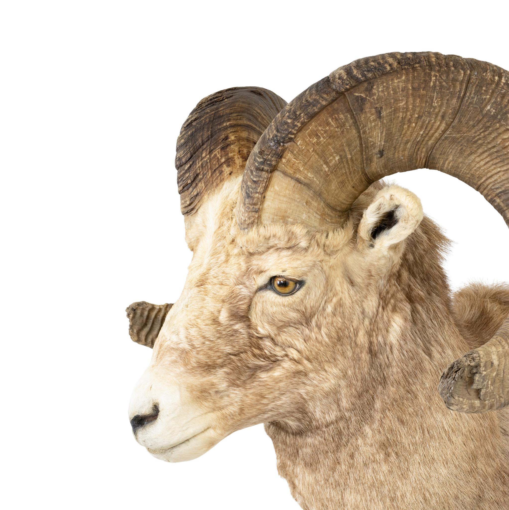 Américain Livre des records Monture d'épaule Rocky Mountain Bighorn en vente