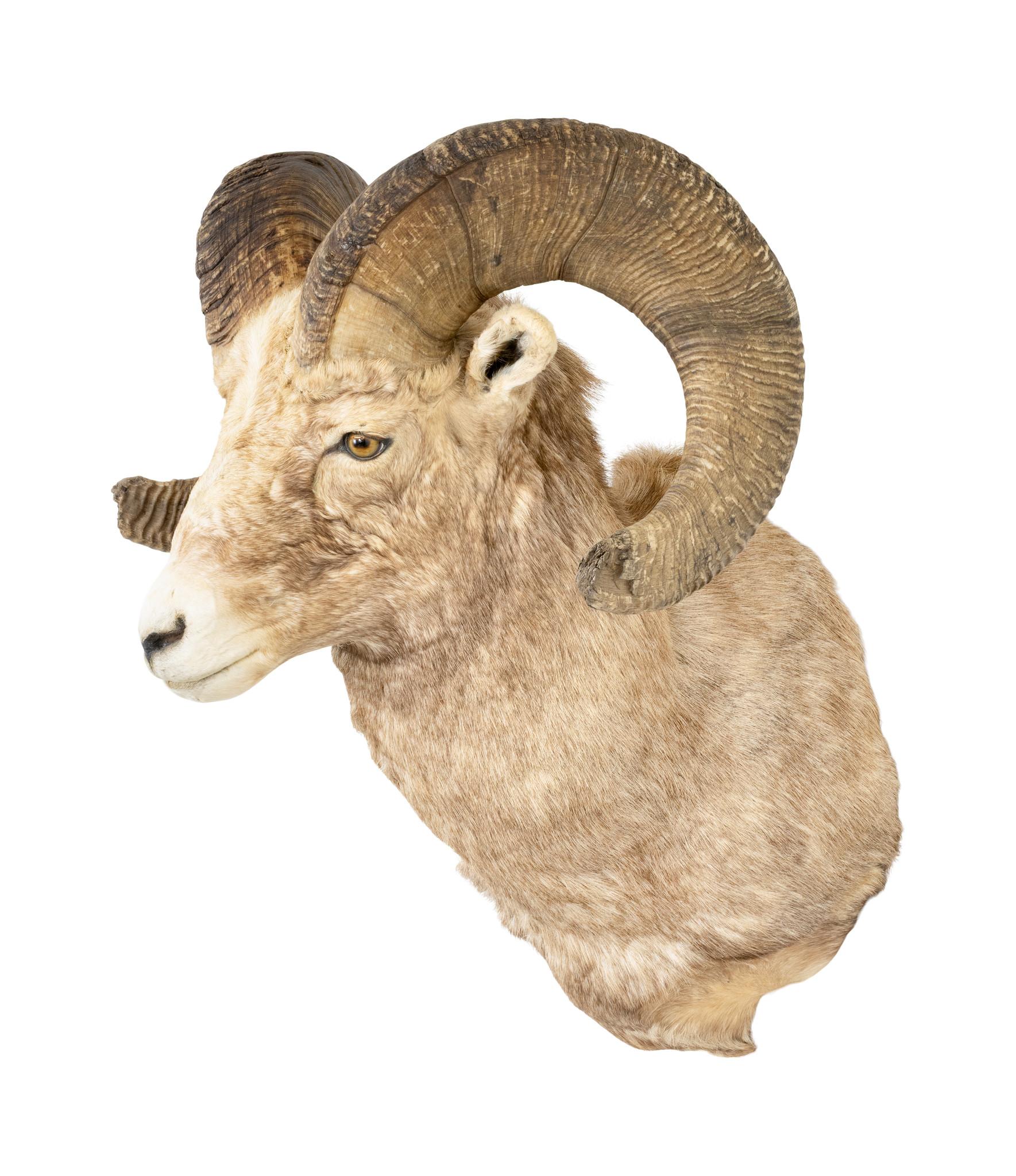 Livre des records Monture d'épaule Rocky Mountain Bighorn Bon état - En vente à Coeur d'Alene, ID