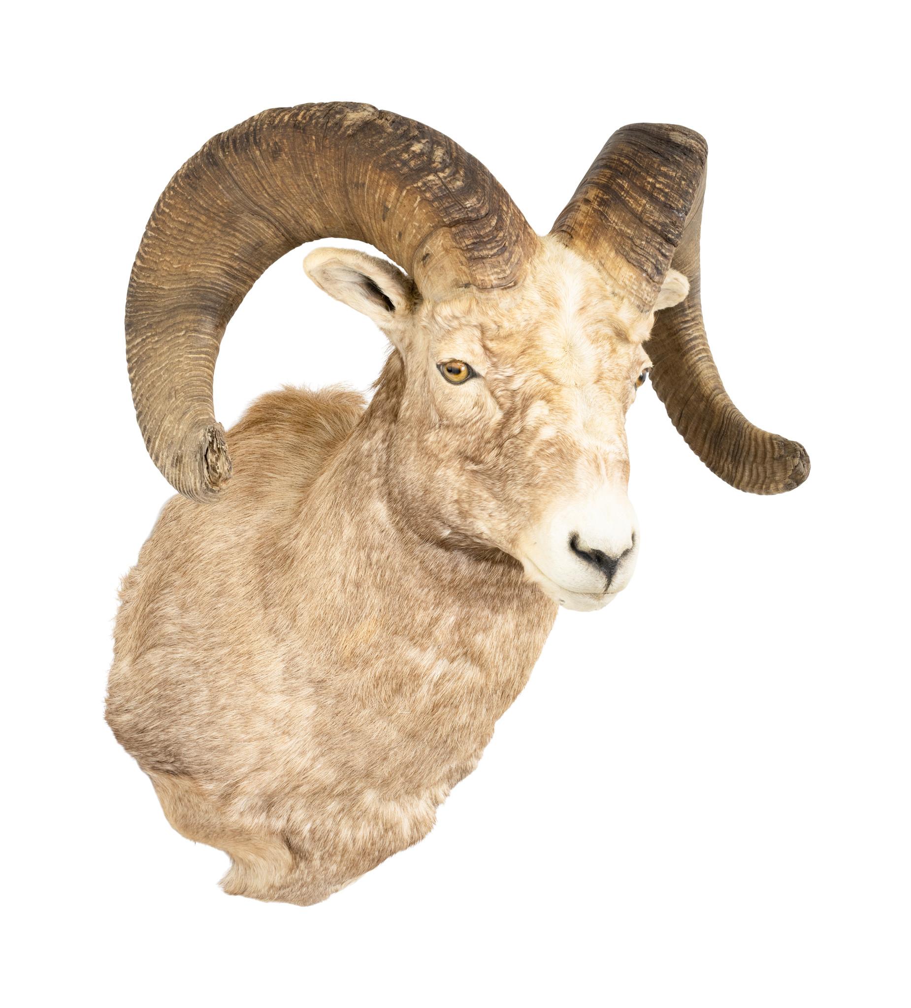 XXIe siècle et contemporain Livre des records Monture d'épaule Rocky Mountain Bighorn en vente