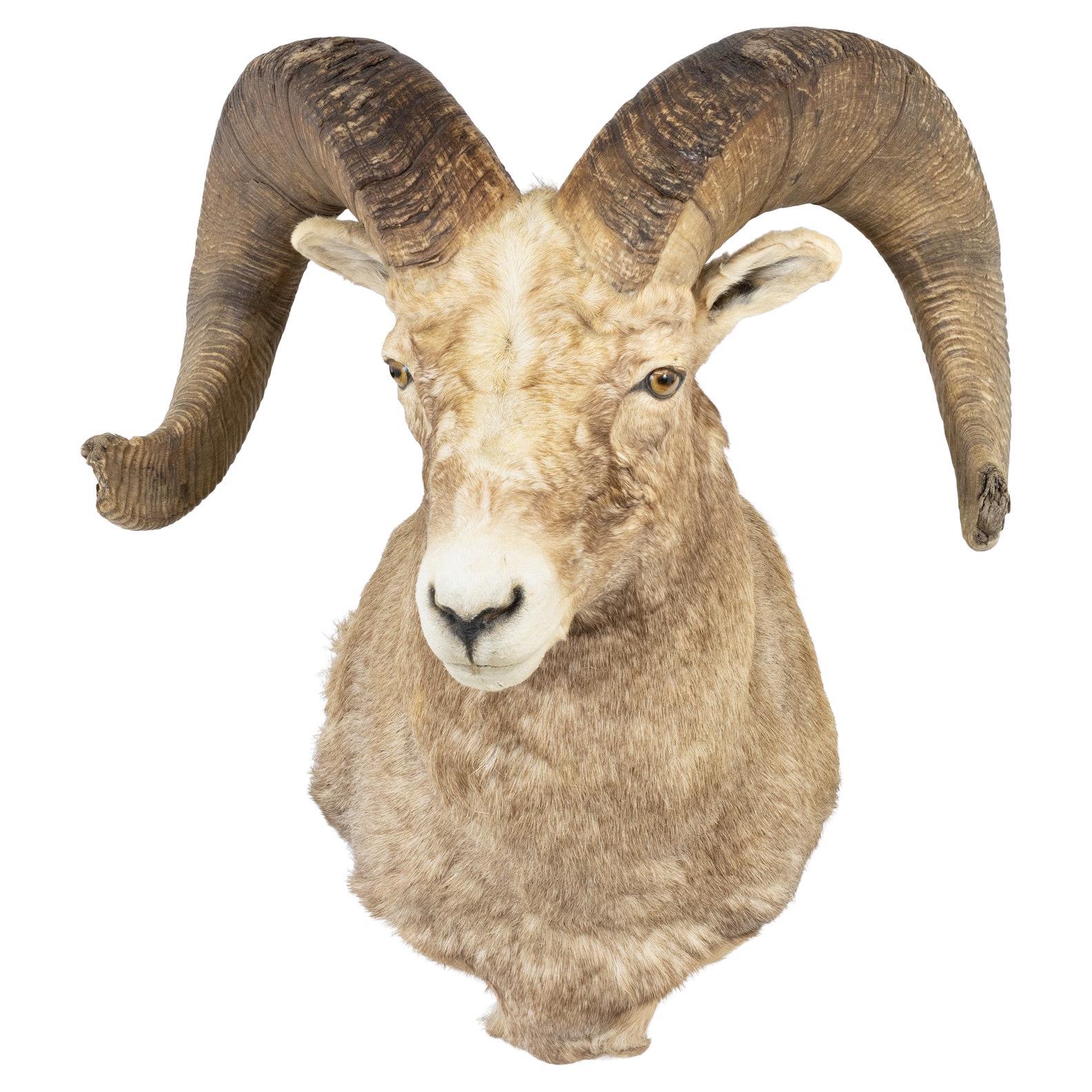 Libro dei record Montagna rocciosa Bighorn a spalla