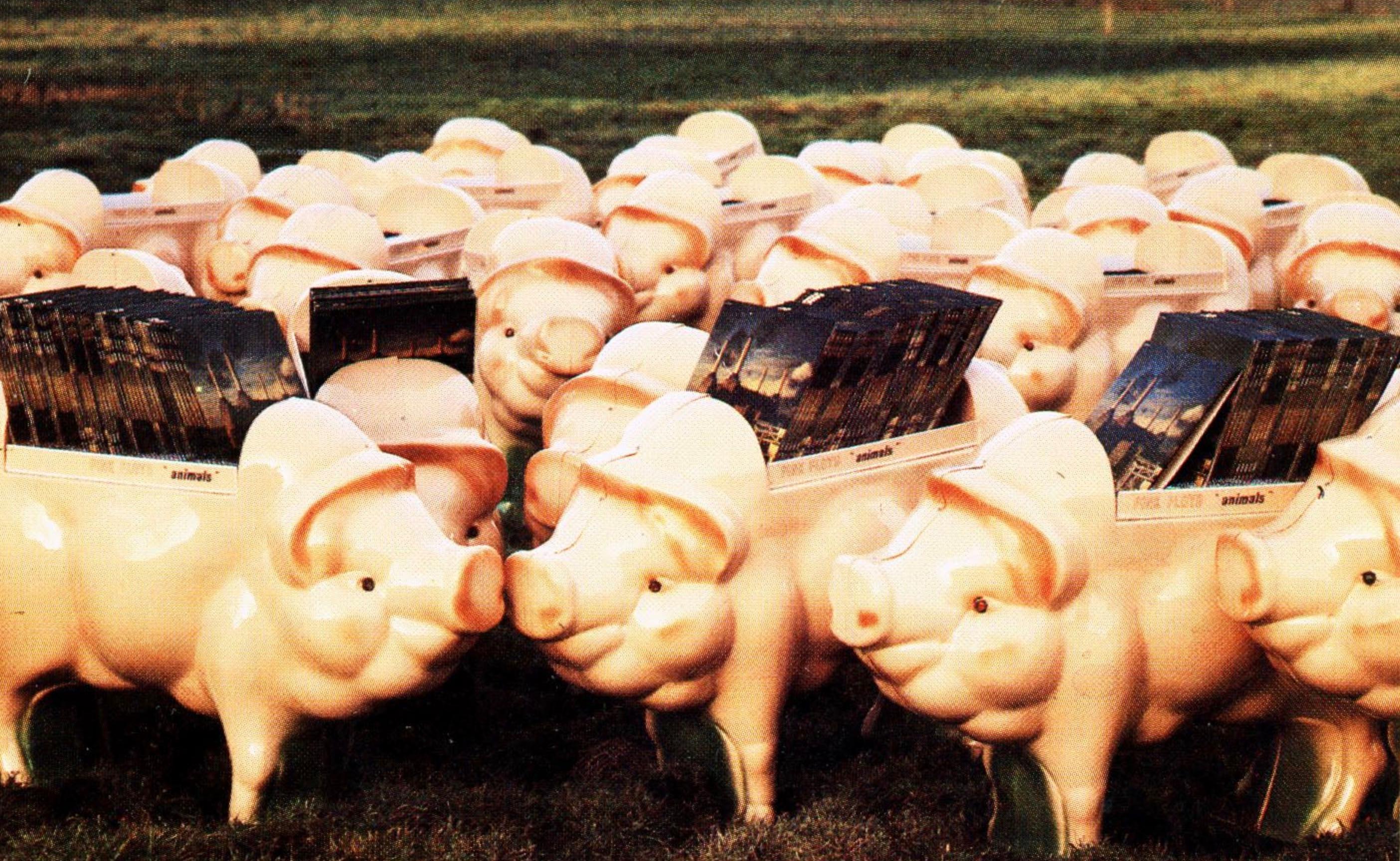 Expositor de discos para el álbum Animals de Pink Floyd, 1977 en venta 4