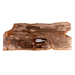 15 Million y/o Petrified Wood console with Metal Base from Indonesia
