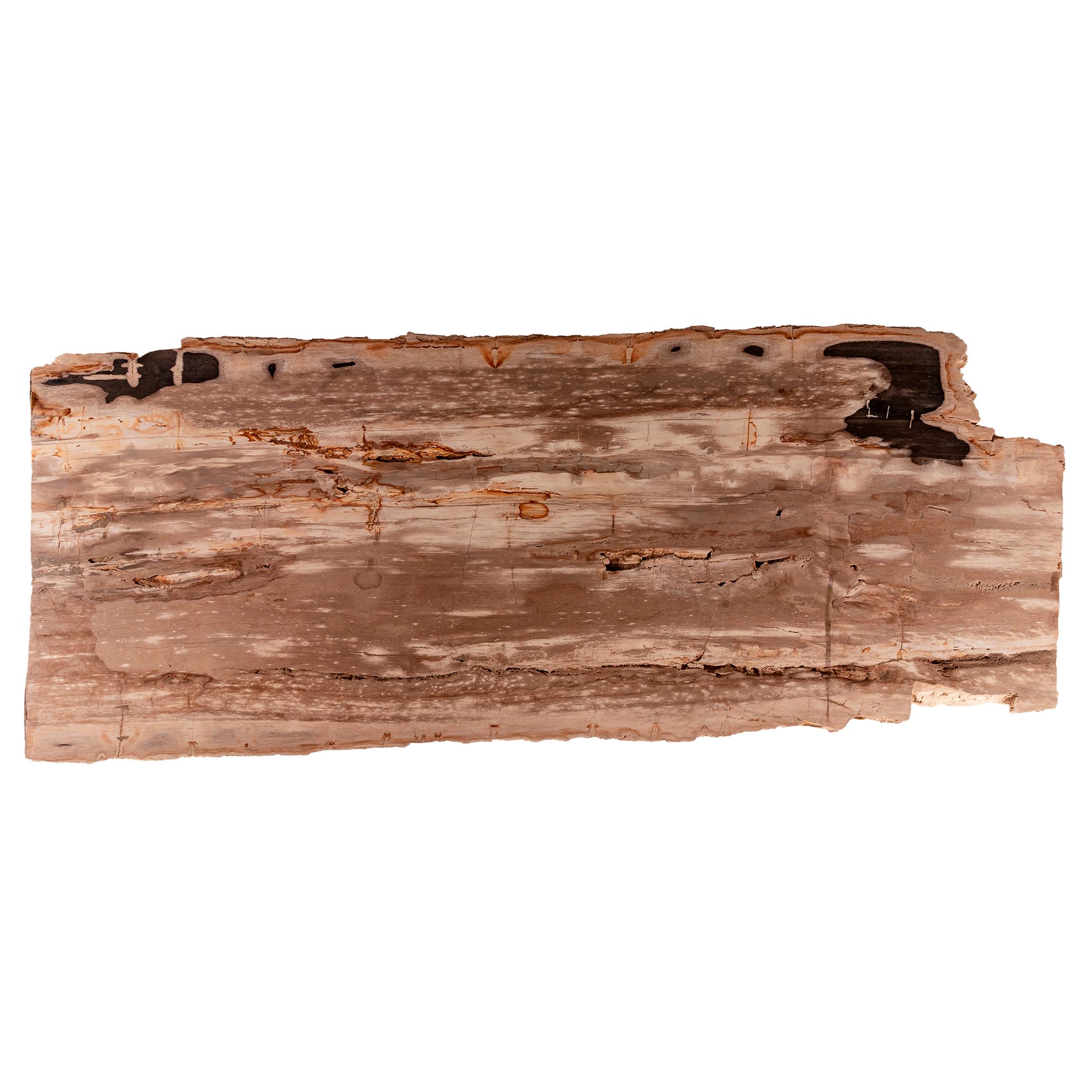 Konsole aus versteinertem Holz mit originalem Metallsockel (Poliert) im Angebot