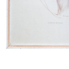Rectangular Framed Horse Illustration