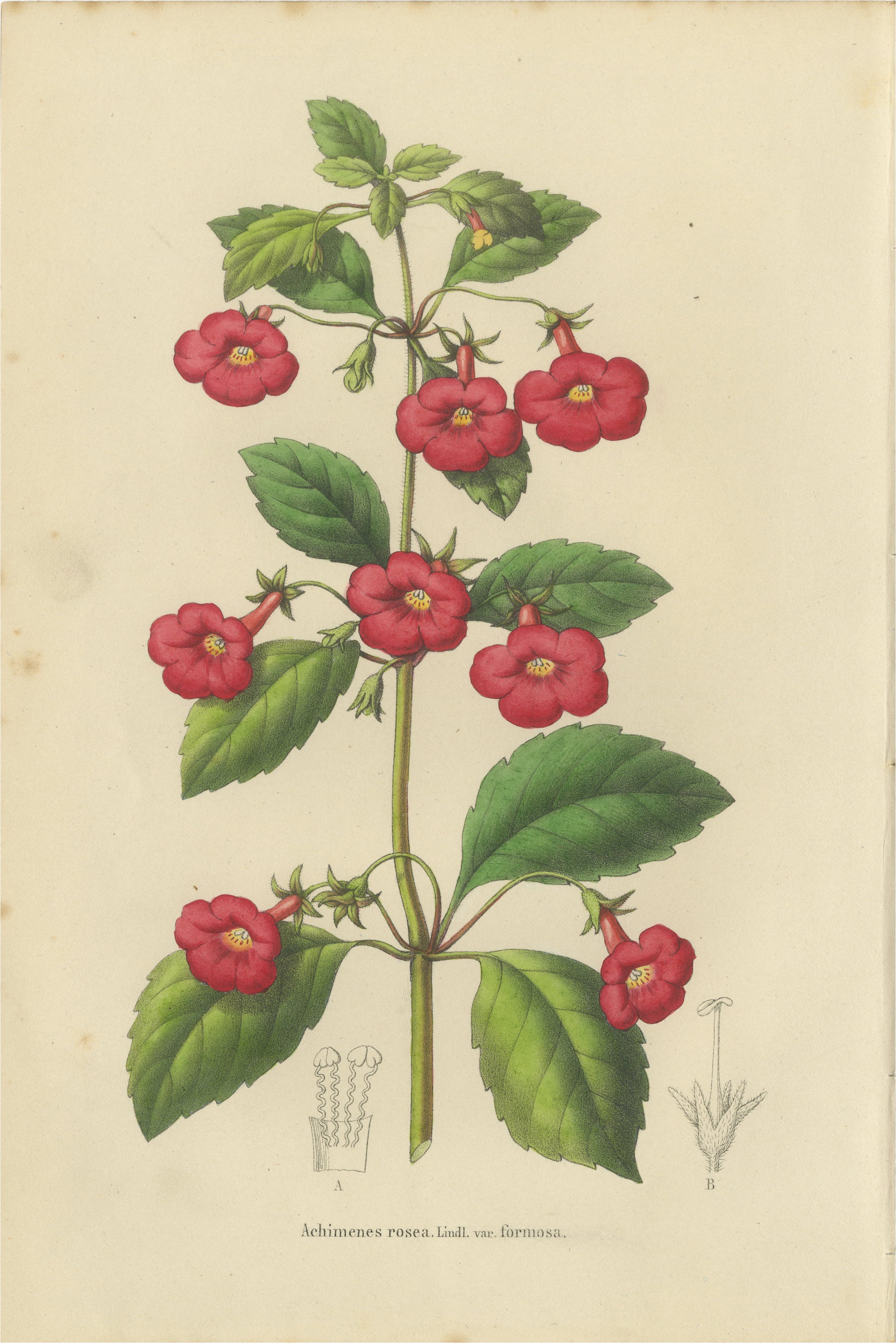 Red Achimenes Flower Botanical Lithograph, Charles Morren, 1845