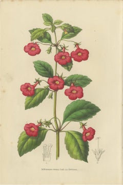 Red Achimenes Flower Botanical Lithograph, Charles Morren, 1845