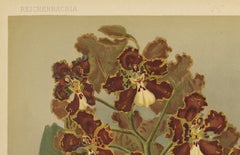Red and Gold Orchid Print – Odontoglossum Coronarium, Reichenbachia c.1888