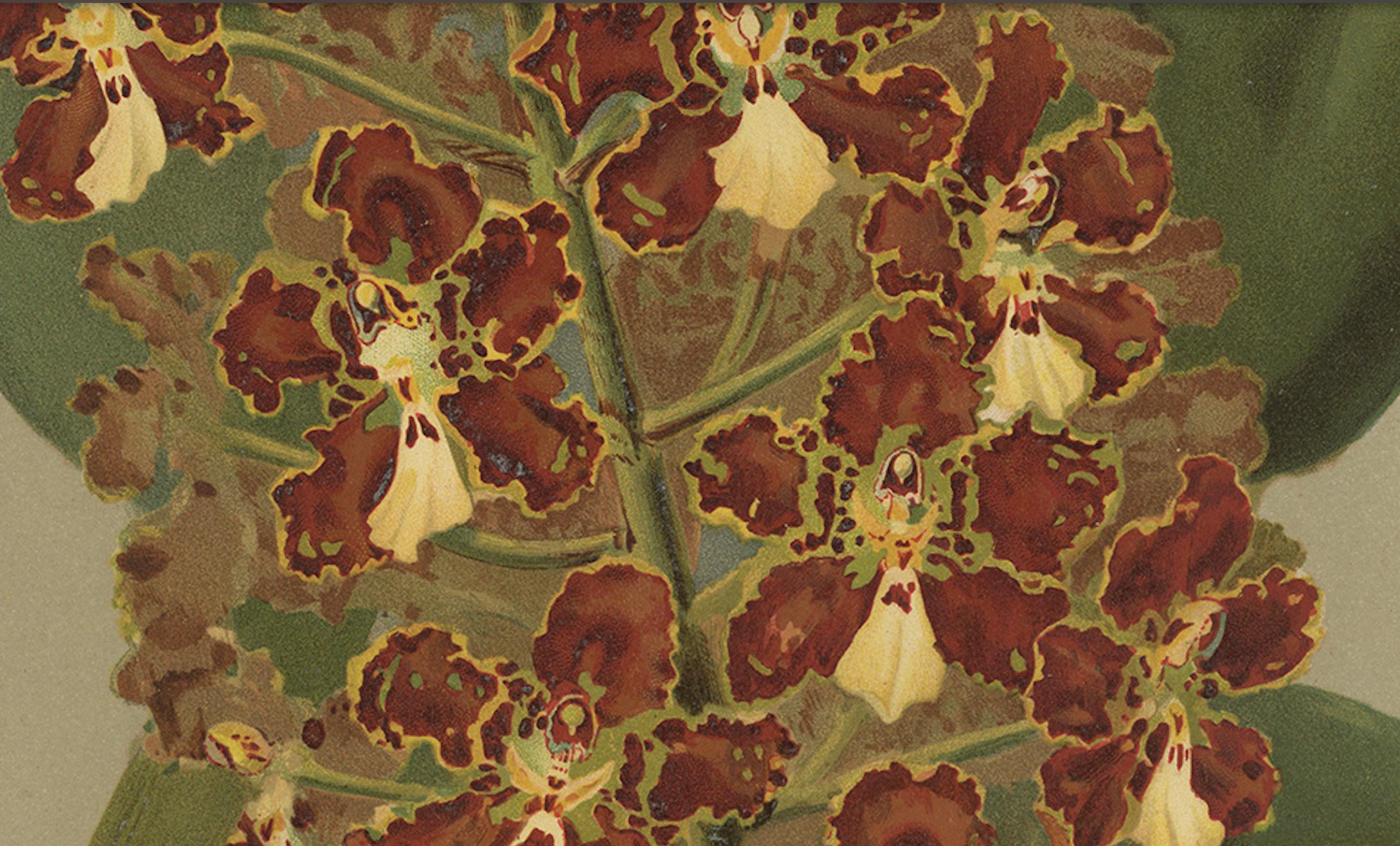 Tedesco Stampa Orchidea rossa e oro - Odontoglossum Coronarium, Reichenbachia c.1888 in vendita