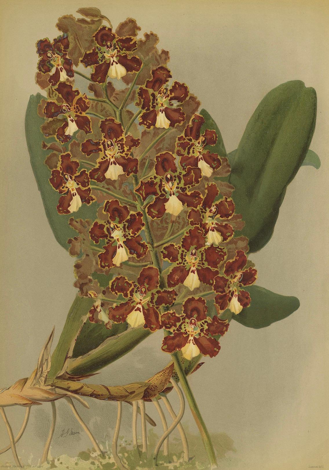 Stampa Orchidea rossa e oro - Odontoglossum Coronarium, Reichenbachia c.1888 In condizioni buone in vendita a Langweer, NL