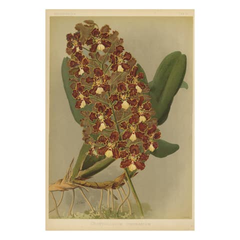Red and Gold Orchid Print – Odontoglossum Coronarium, Reichenbachia c.1888