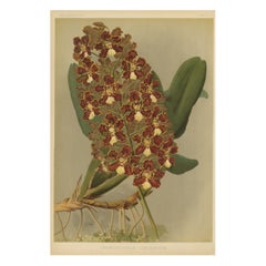 Red and Gold Orchid Print – Odontoglossum Coronarium, Reichenbachia c.1888