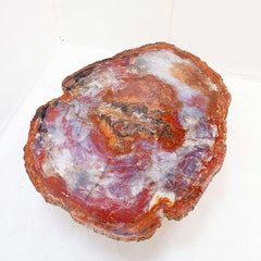 Red Arizona Petrified Wood coffee table : 114x88cm - 20th