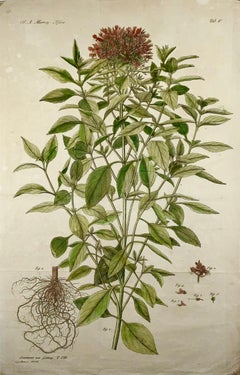 Red Basil, Herbs, Large Folio, J. G. Sturm for Johan Andreas Murray