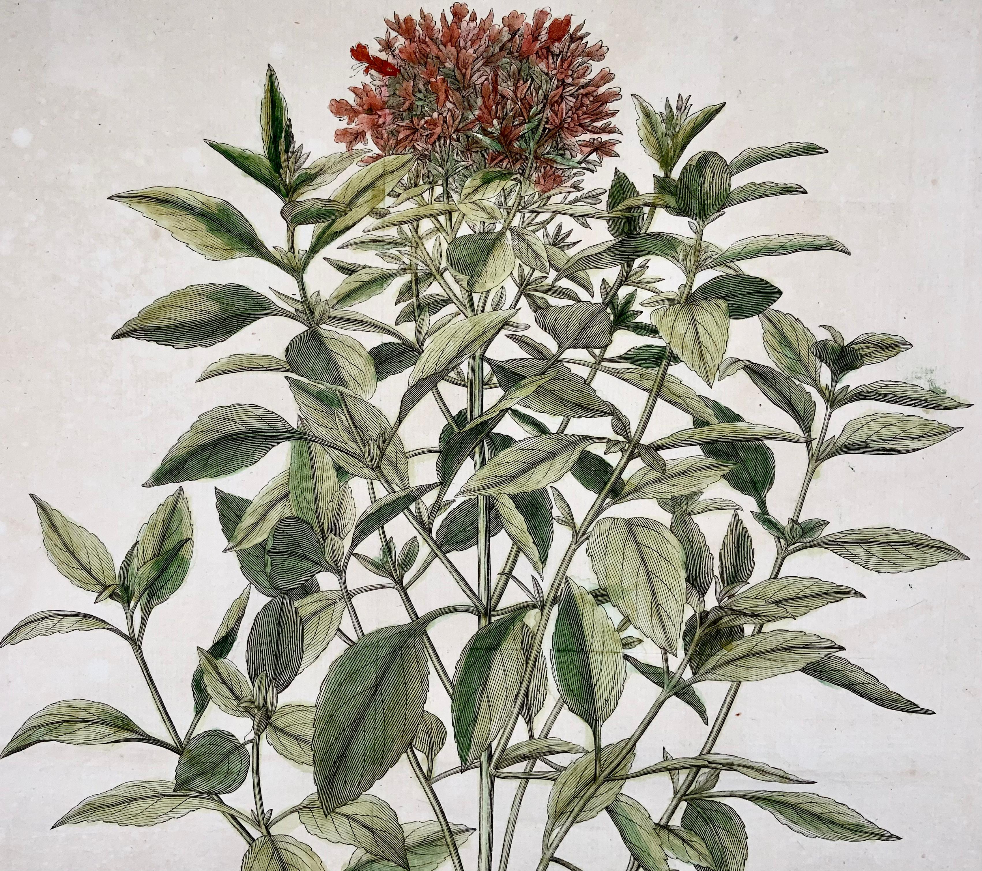 Hand-Painted Red Basil, Herbs, Large Folio, J. G. Sturm for Johan Andreas Murray