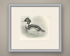 Red-Breasted Merganser, Antique Bird Print after Lilian Medland, circa 1909