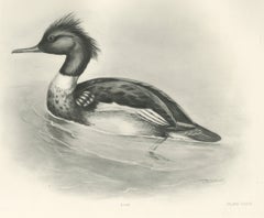 Red-Breasted Merganser, Antique Bird Print after Lilian Medland, circa 1909